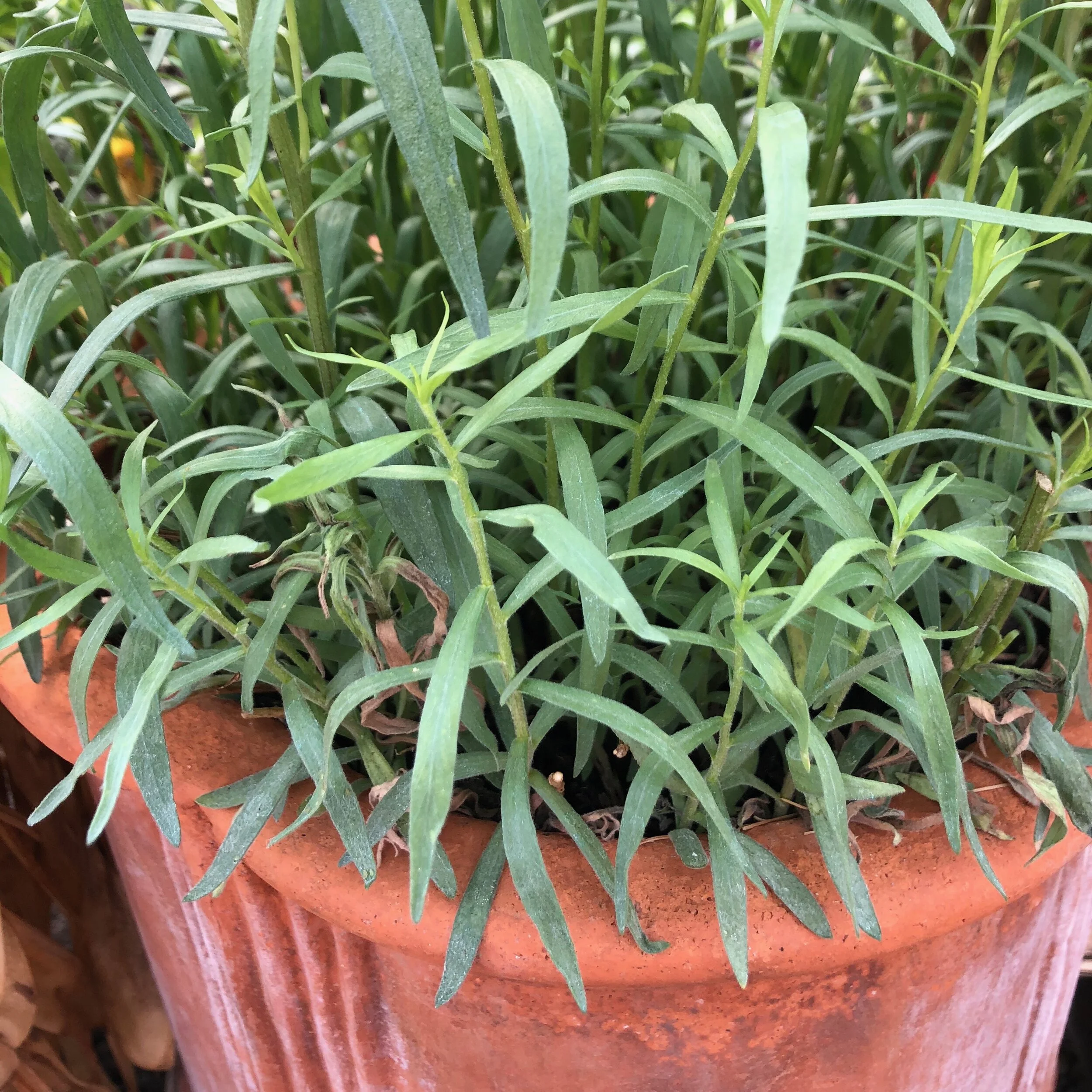 French Tarragon — The Magic Garden