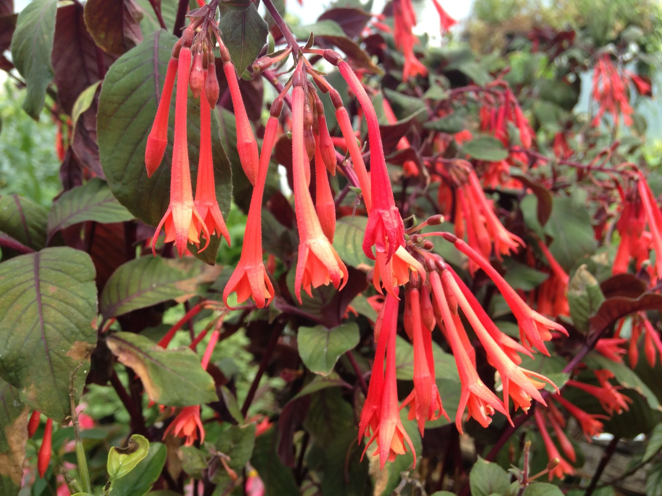 Fuchsia 'Gartenmeister Bonstedt' — The Magic Garden