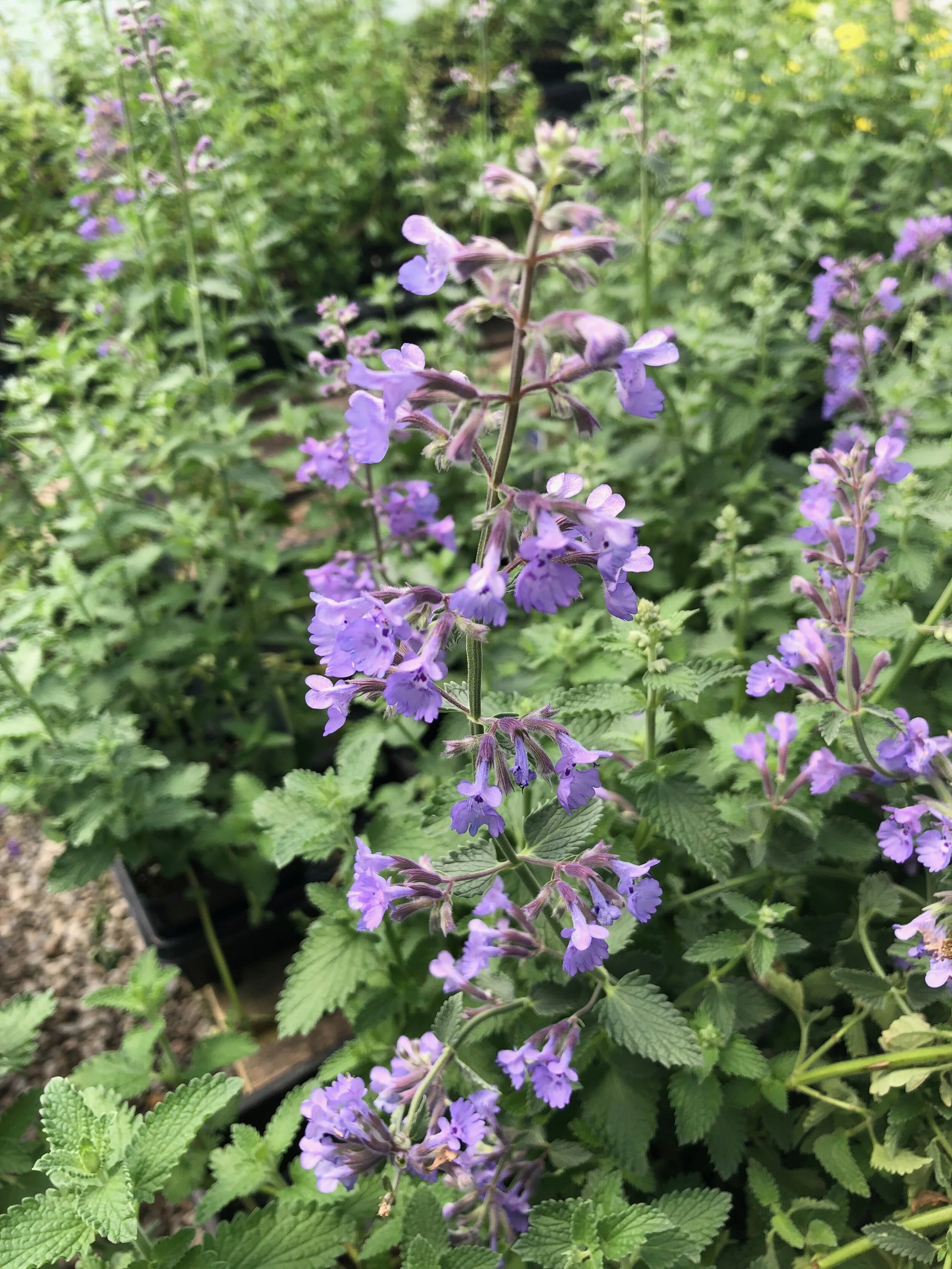 Catmint 'Walker's Low' — The Magic Garden