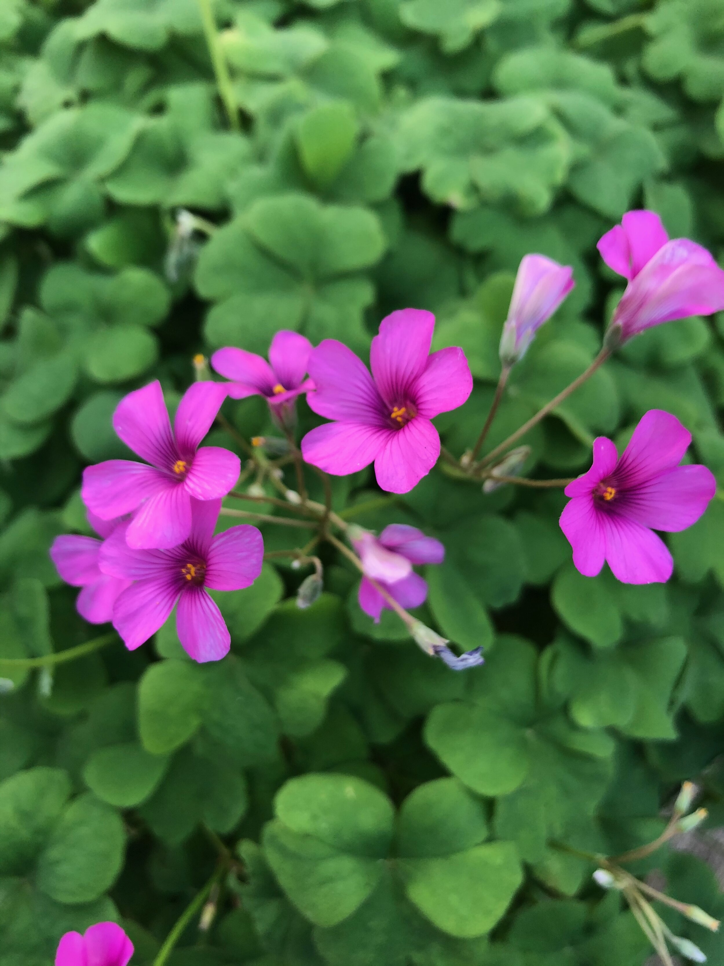 Pink Wood Sorrel The Magic Garden