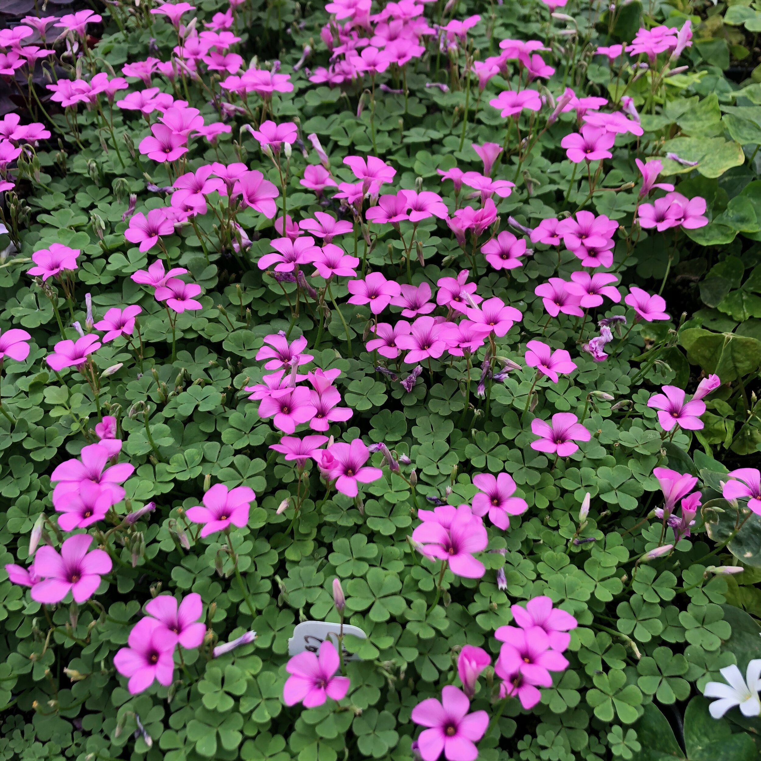 Pink Wood Sorrel The Magic Garden