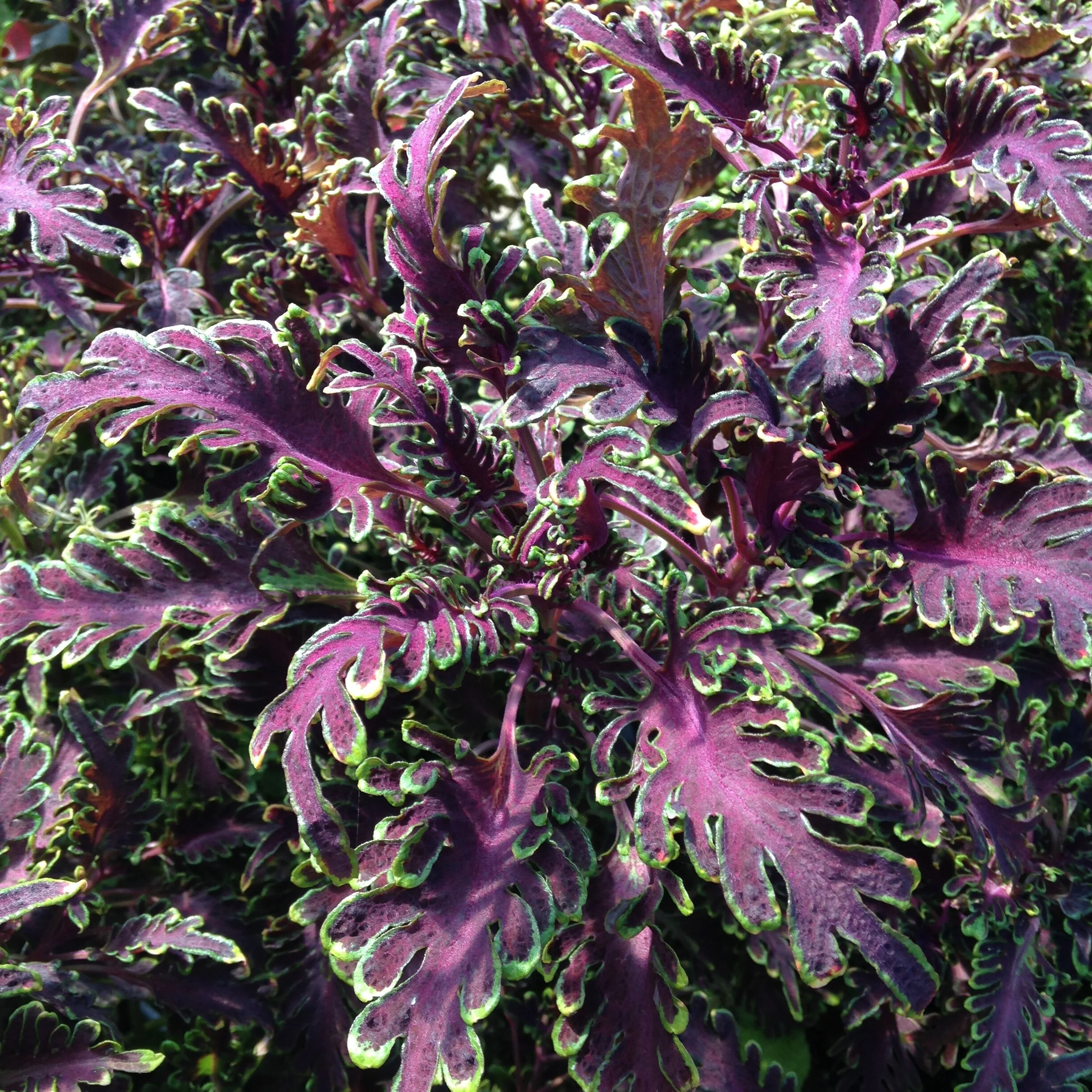 Coleus &lsquo;Kiwi Fern&rsquo; — The Magic Garden