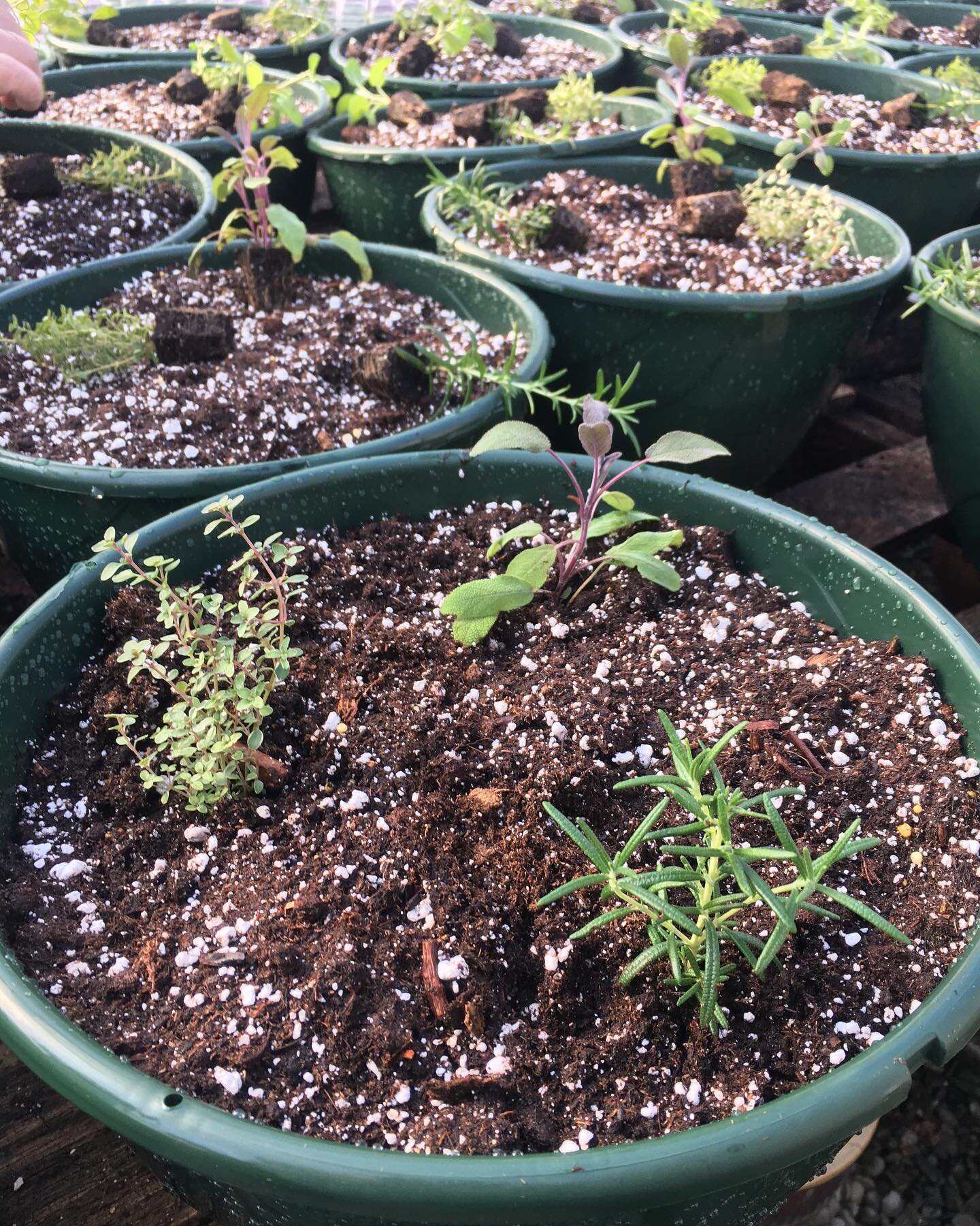 Starting herb baskets, Thyme, Rosemary, and Sage to begin with. We&rsquo;ll add more plants later.