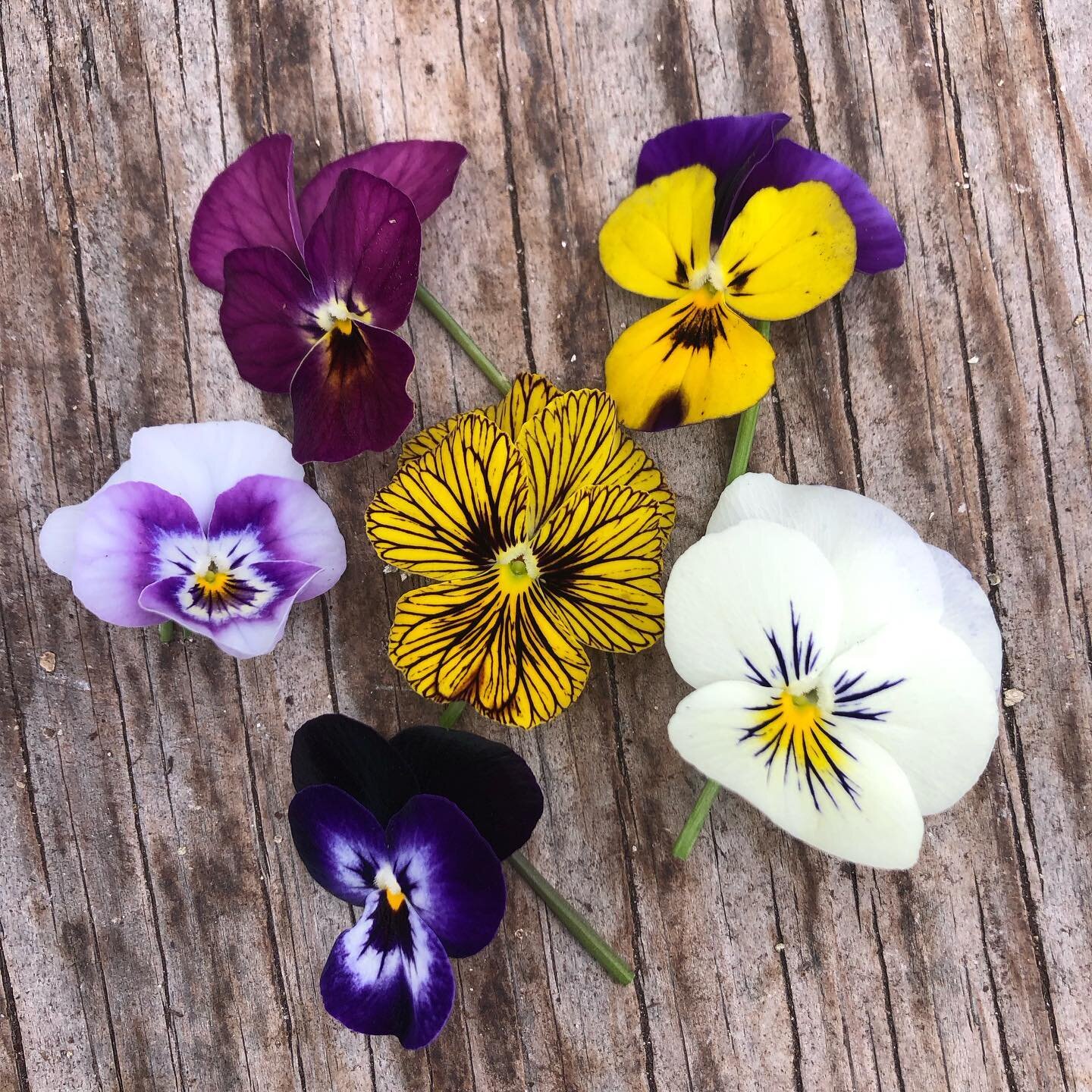 Little cuties for ya! 🌱&hearts;️
#violas