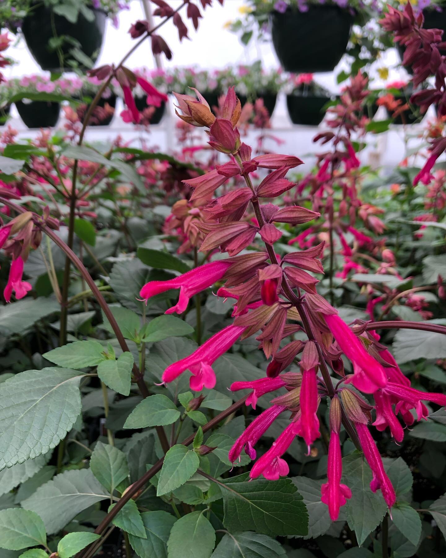Amazing things are happening in our greenhouses!
Open today&mdash;10-5 ! 
&hearts;️🪴🌼🌸🌺