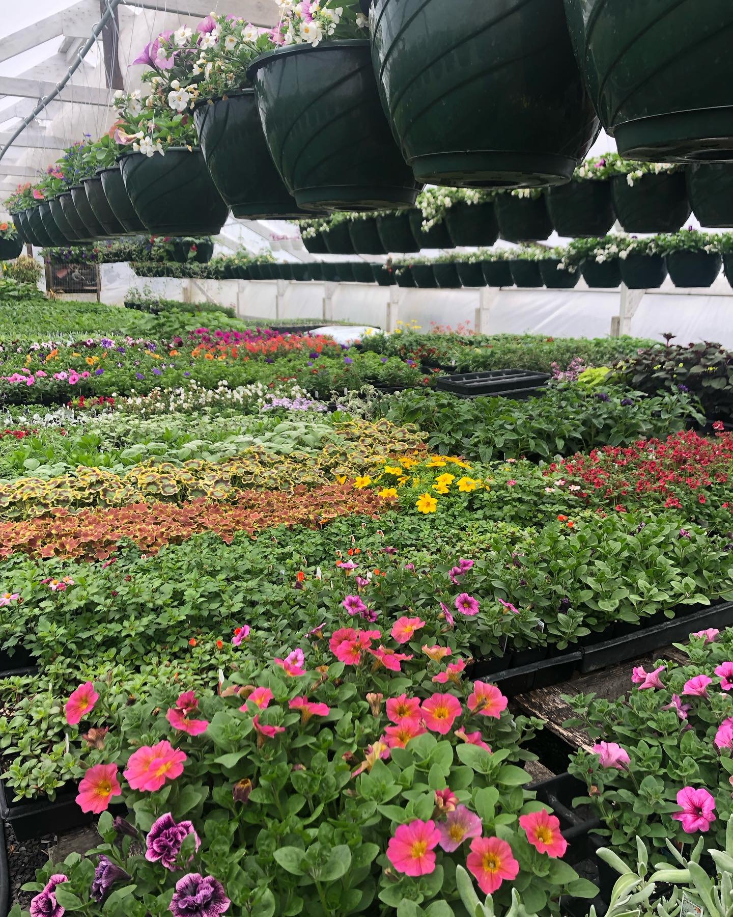 You are invited to our Opening Day Party on April 28, 12-5pm!! 

We&rsquo;ll have music thanks to @schmidty.music and friends &hearts;️and refreshments!! 

Oh and did I mention we have plants??!! Greenhouses are full to overflowing and the plant babi