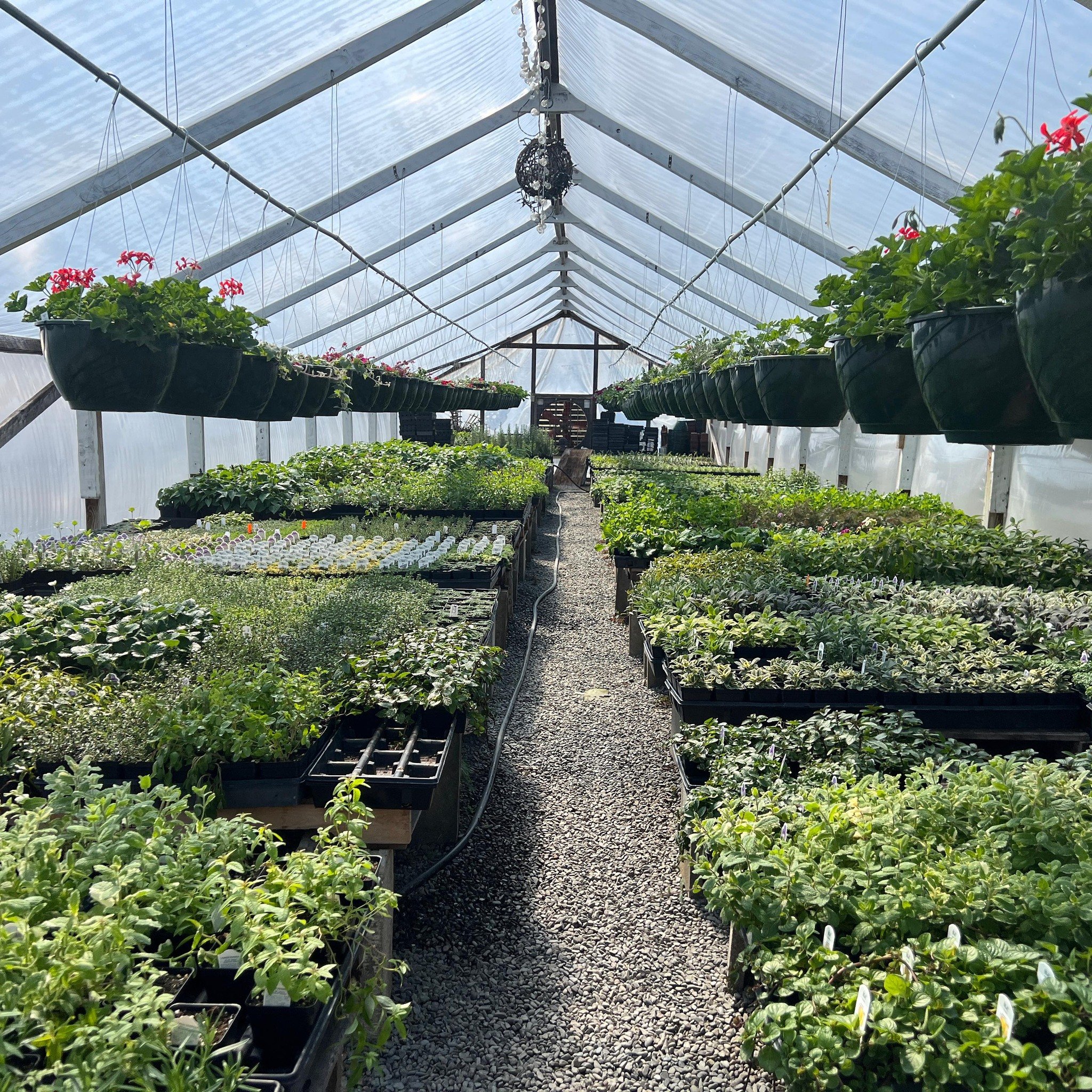 Happy Saturday! Find us today @ithacafarmersmarket until 3, or come on out to our @magicgardennursery greenhouses 10-4 🌸  a magical selection of flowers, herbs and succulents away you ✨