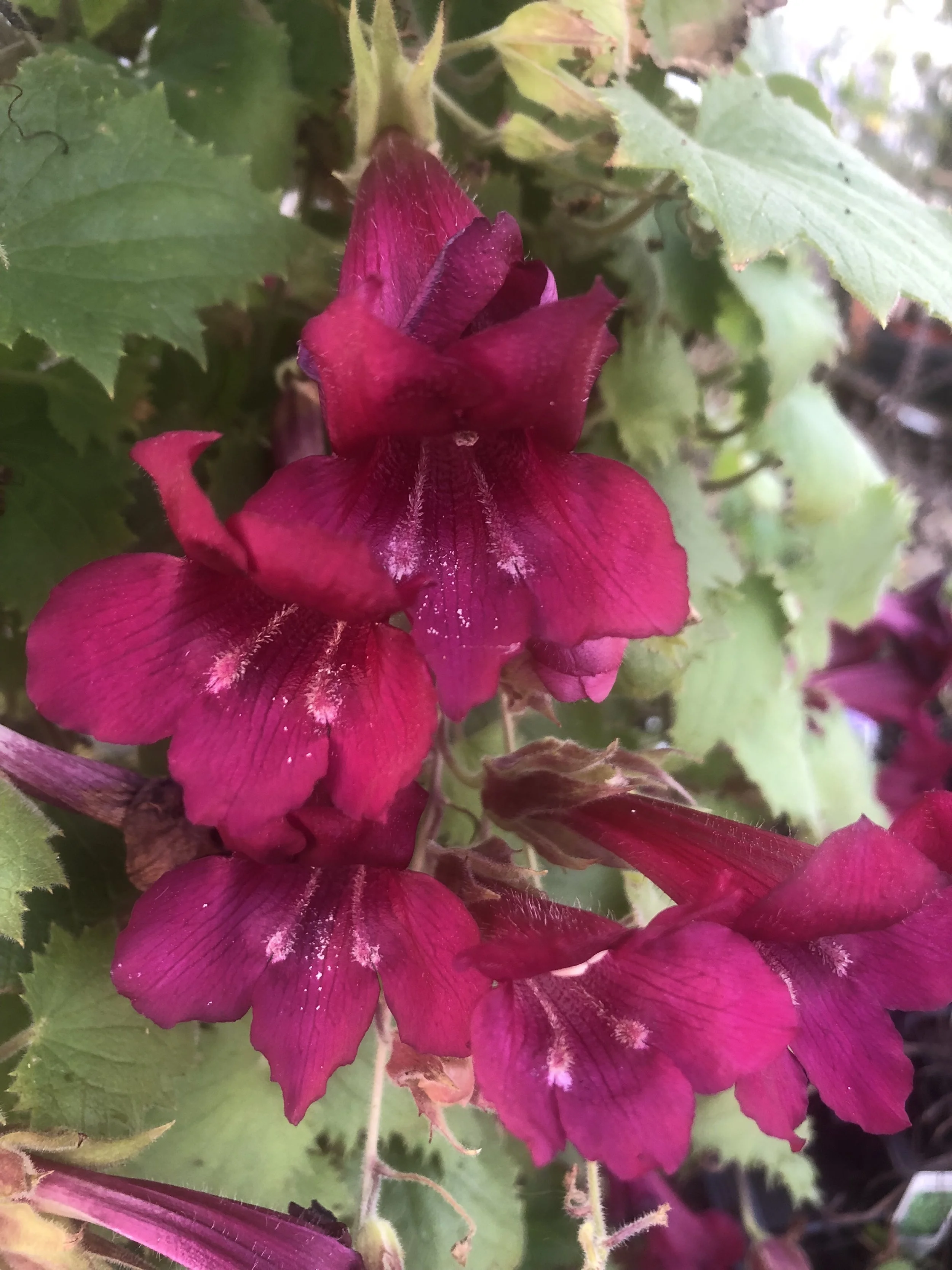 Rochester Flower City Day