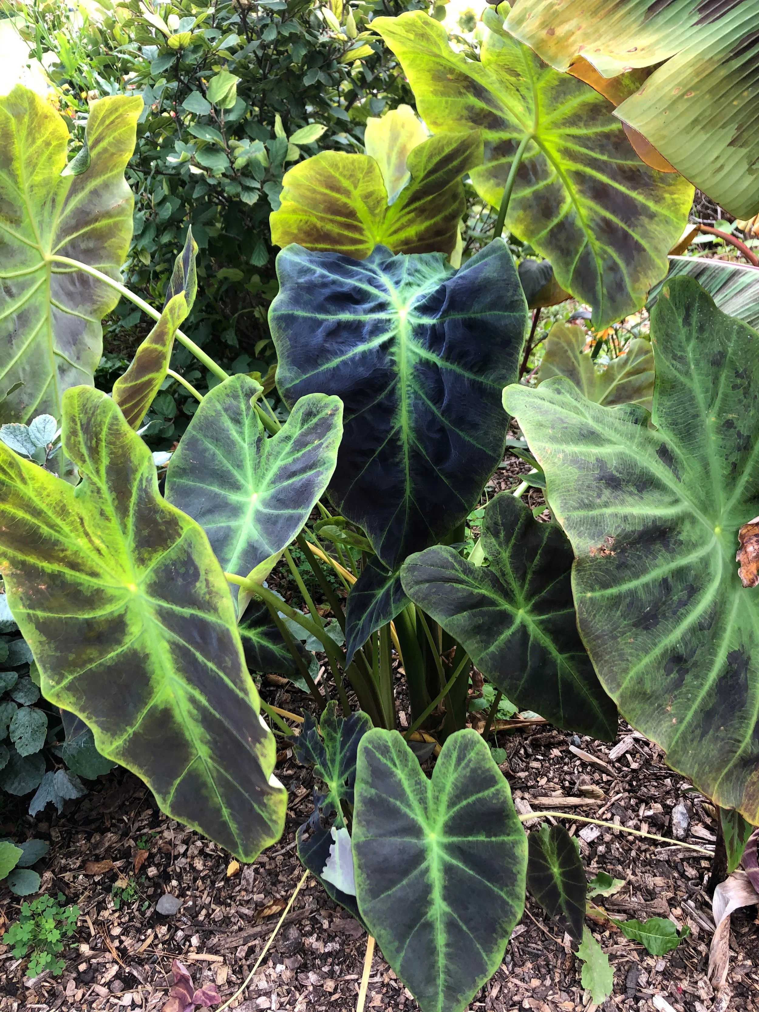 Elephant Ear  The Magic Garden