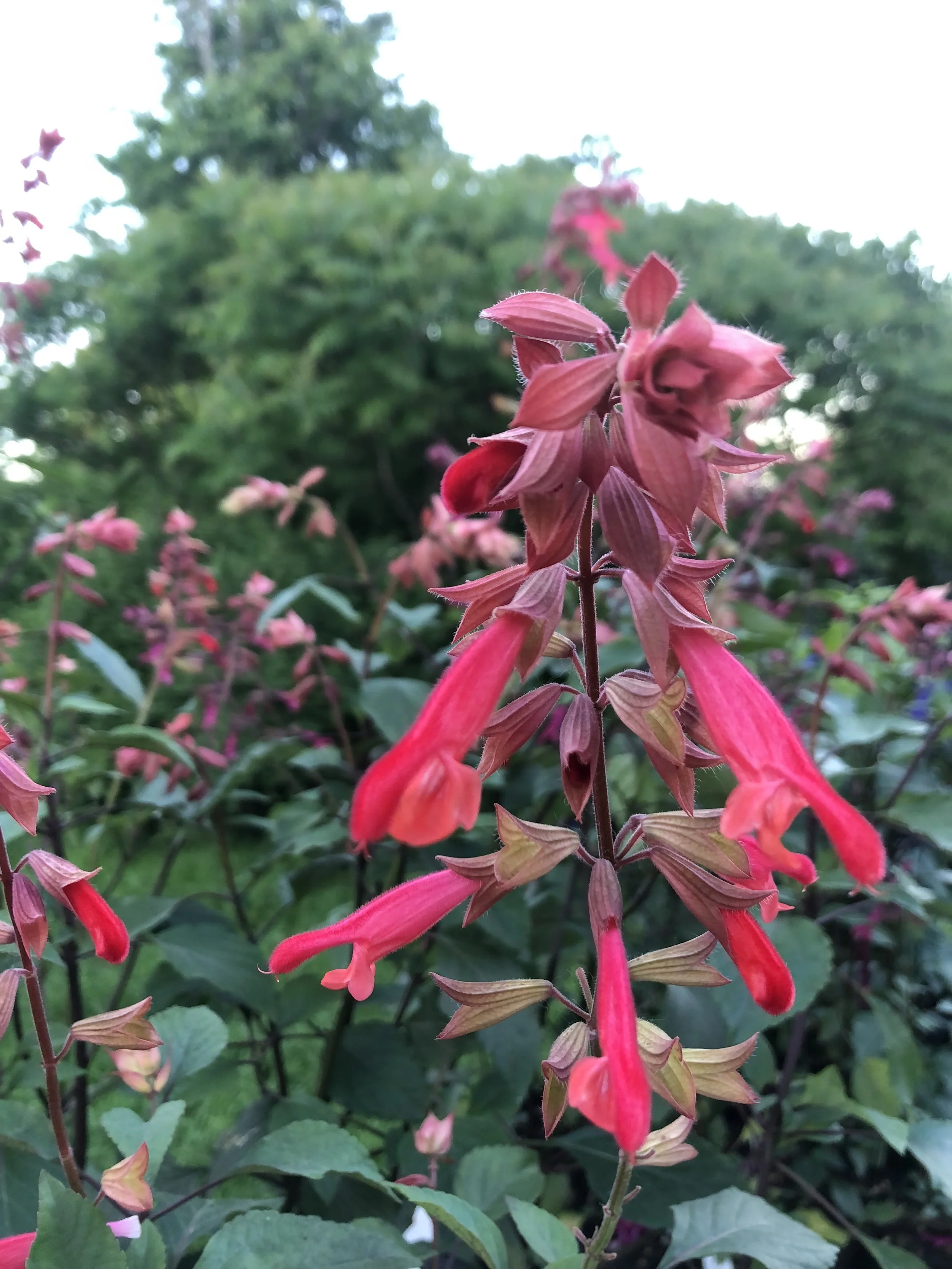 SALVIA COLLECTION — The Magic Garden