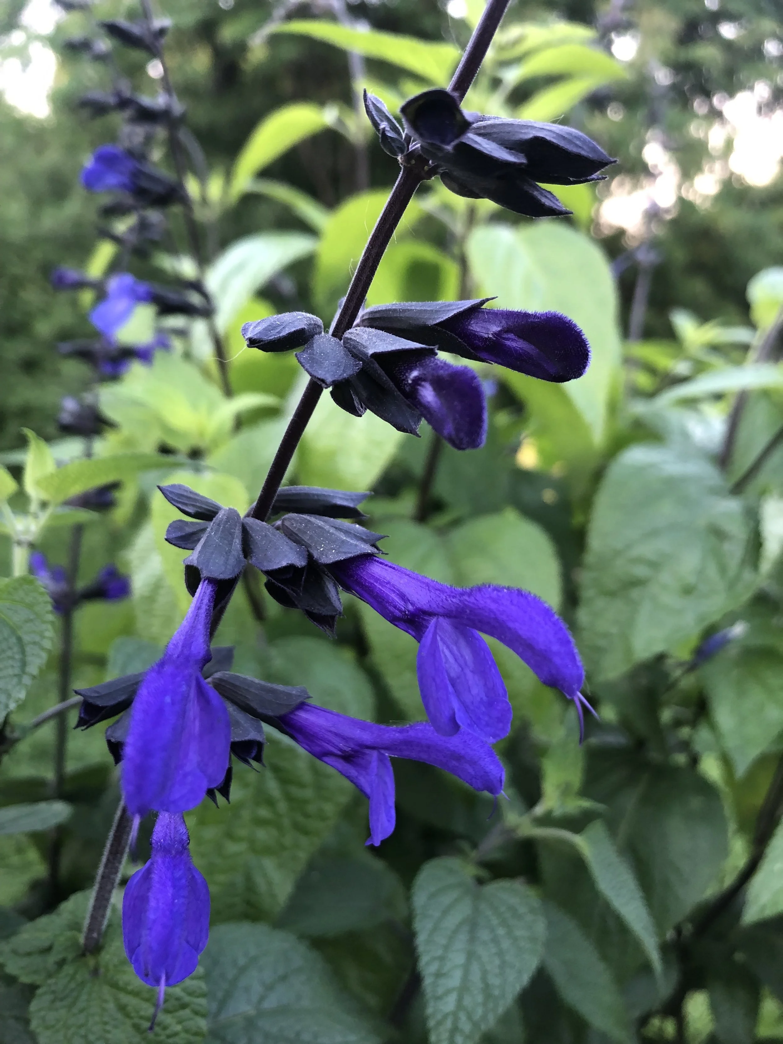 SALVIA COLLECTION