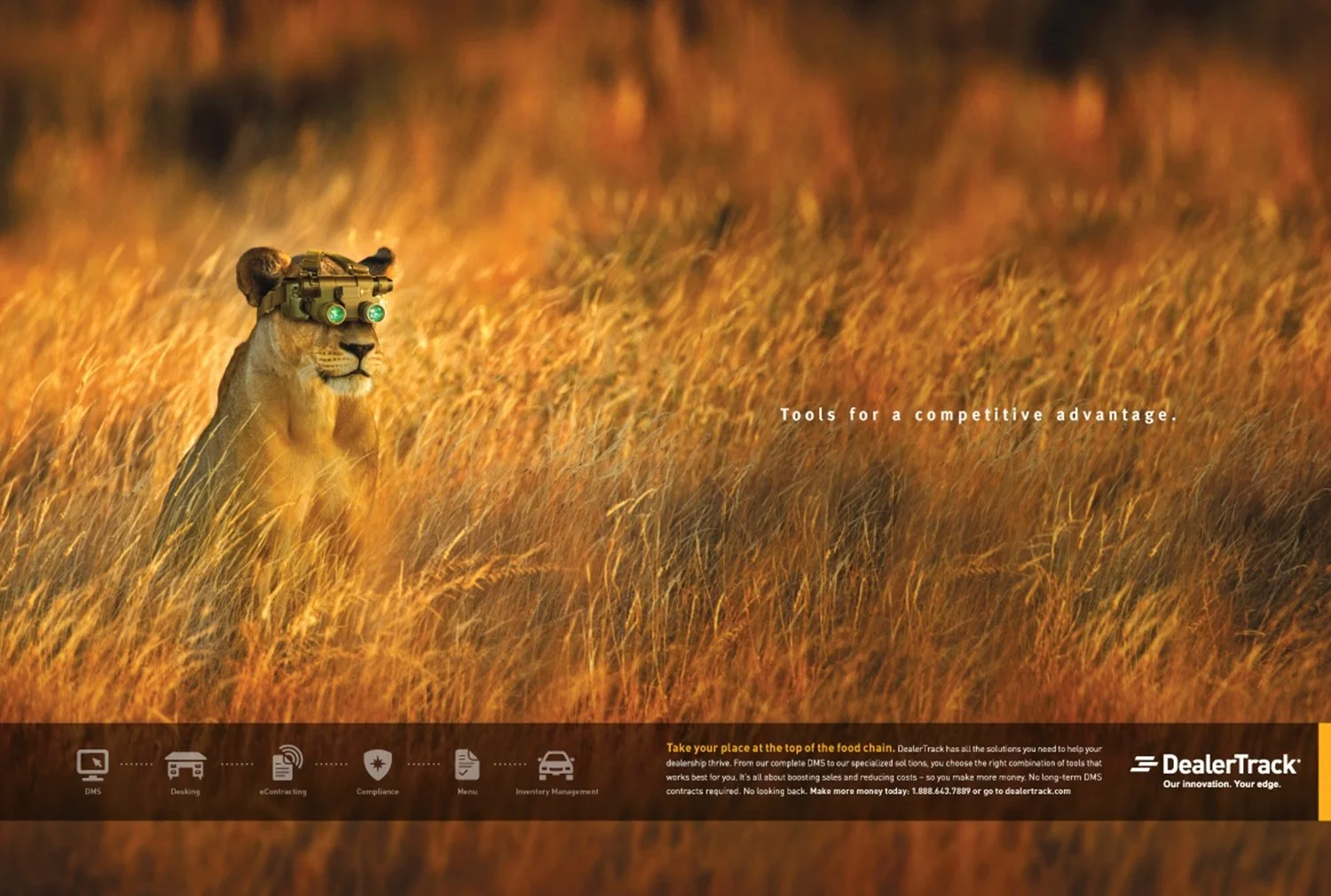 ca_lion.jpg