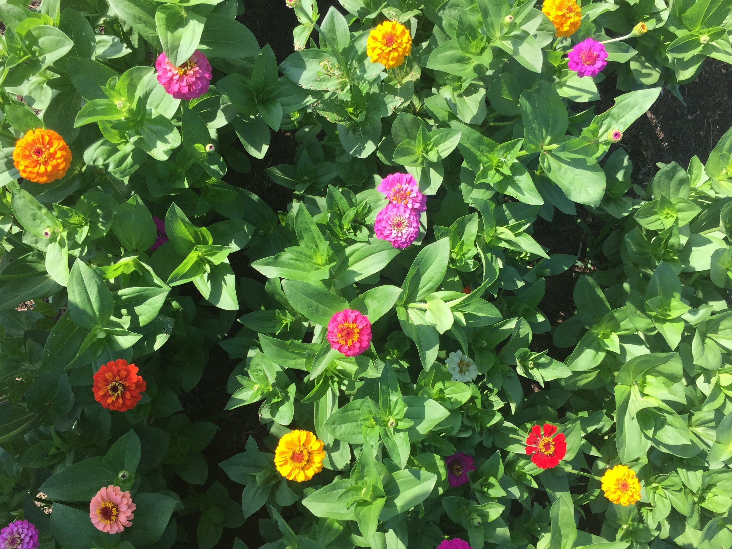 zinnias II.JPG