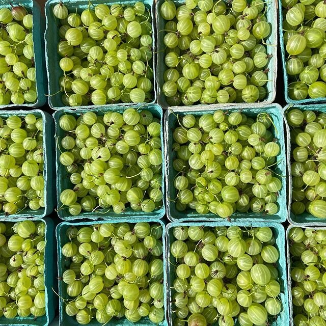 At the Merc Co+op right now - gooseberries from our garden at West. Make a pie or a tiny batch of jam. Sale of our produce at the coop helps support our new Free Market at Edgewood. Check out the fresh mint and dill we also delivered today.