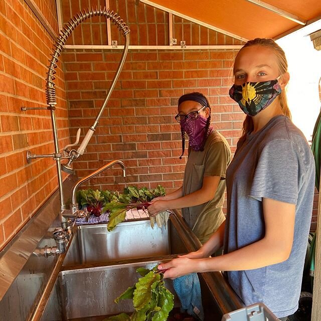 Our students work carefully and tirelessly to do their part helping to feed our community. This week&rsquo;s Free Market at Edgewood will feature this beautiful Swiss chard and yummy new potatoes. We&rsquo;ll also have cabbage, kale, mustard greens, 