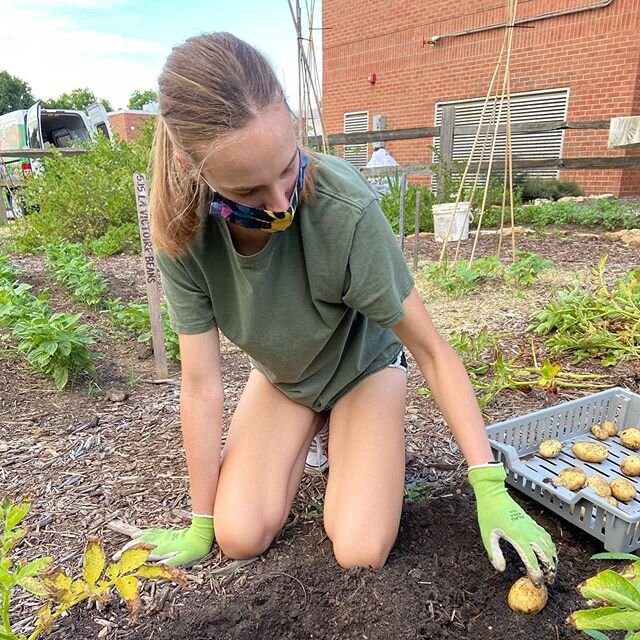 Good day at the Growing Food Growing Health garden at West Middle School. Harvested lots of potatoes for our Free Market at Edgewood. Ruby searches in the soil for hidden treasures. Marianne, board member and treasurer for our non profit, visited and