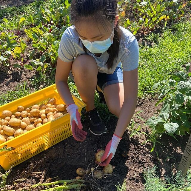 Working at the Growing Food Growing Hope garden at First Step. Harvesting potatoes, onions, and the first tomatoes for the kitchen there. Also some harvesting today for the Free Market at Edgewood tomorrow. Small crew of Maggie, Maebelle and Elise. T
