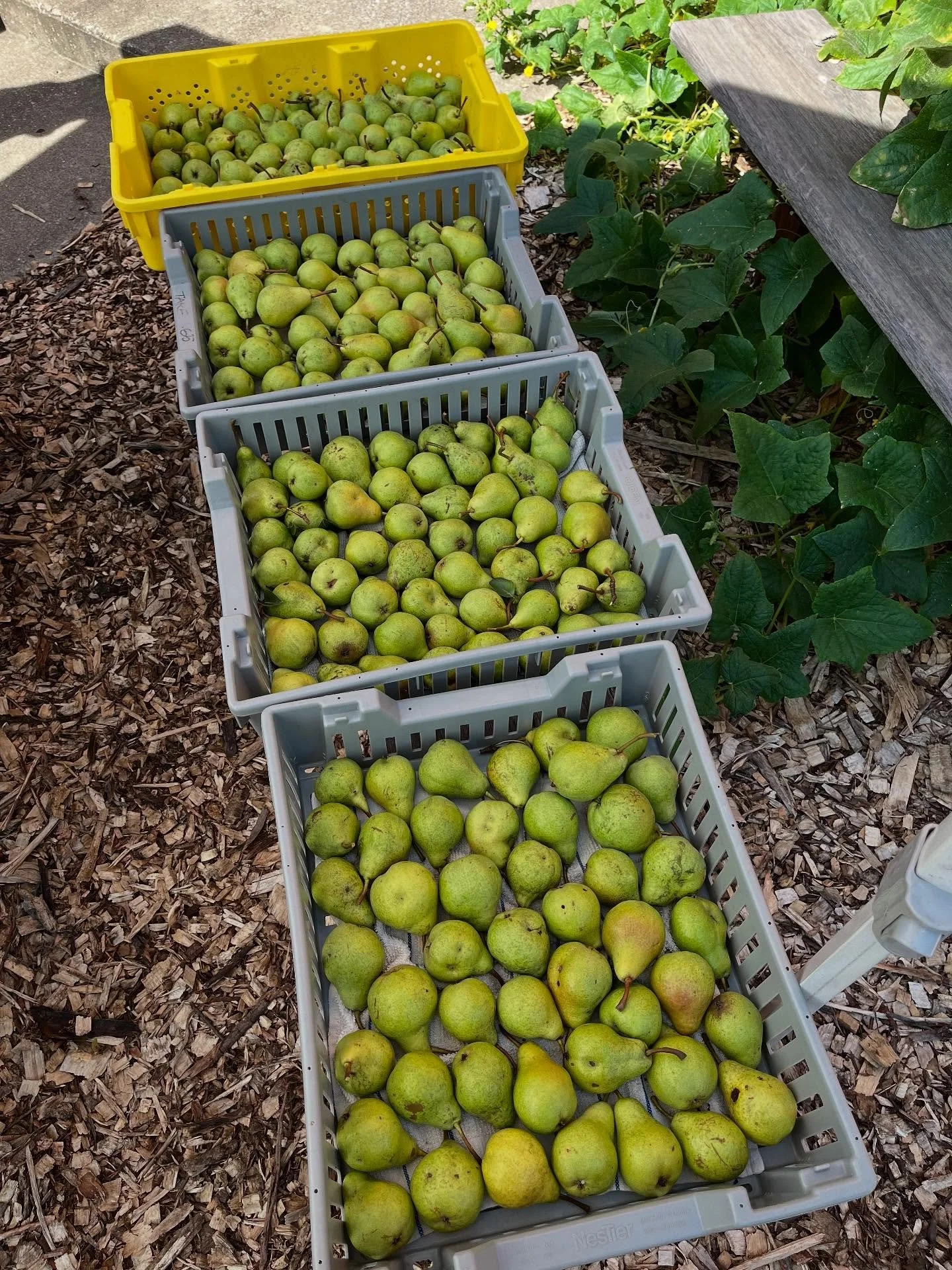 And the pear harvest begins. We’re carefully working around honey bees and wasps who want their share of the sweetness.
