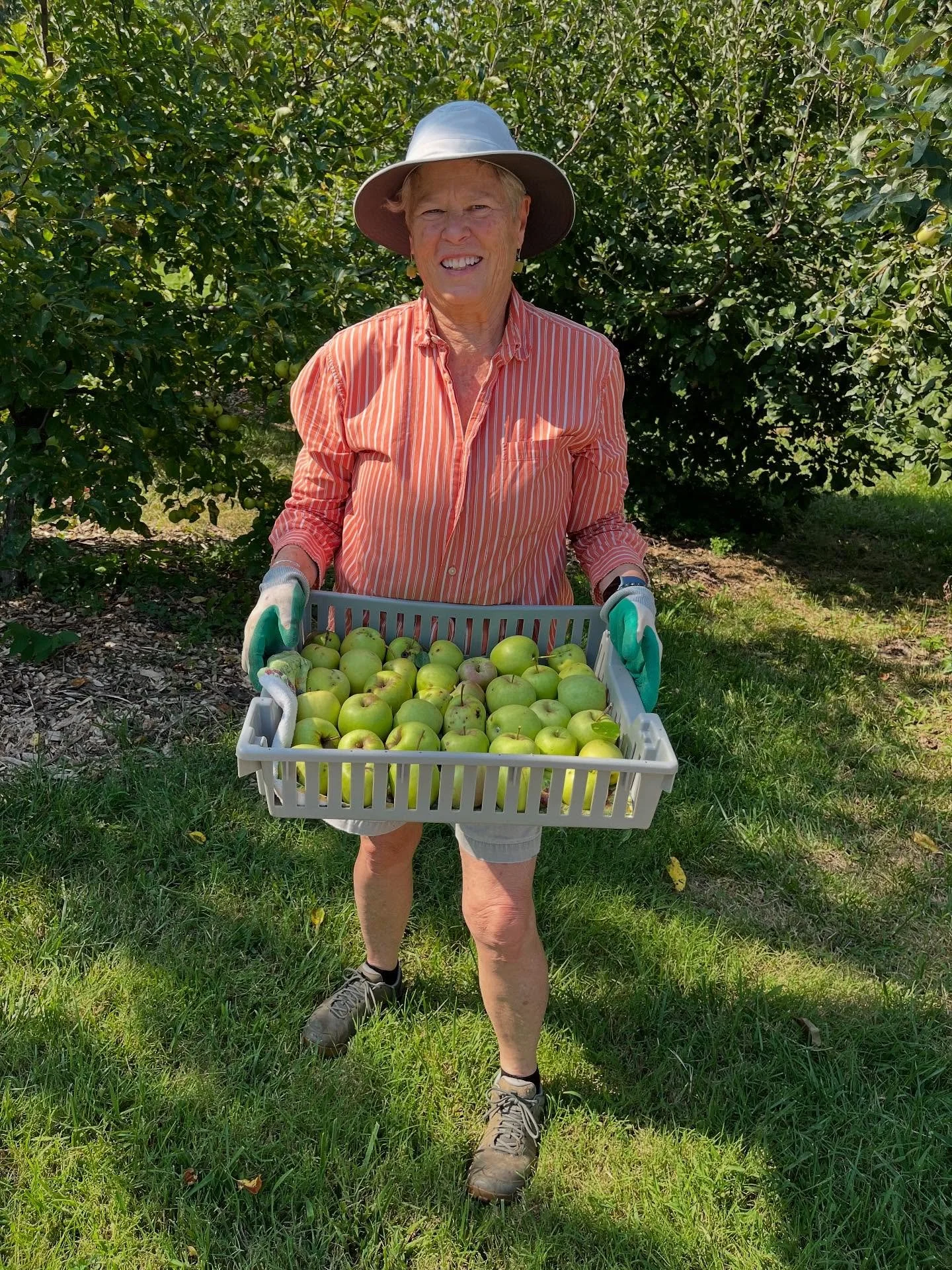 When good friends come to visit they jump into your life and help out. Mary, a dear friend for 50 years, joined right in with picking apples at the orchard we planted so long ago. Thanks sister!