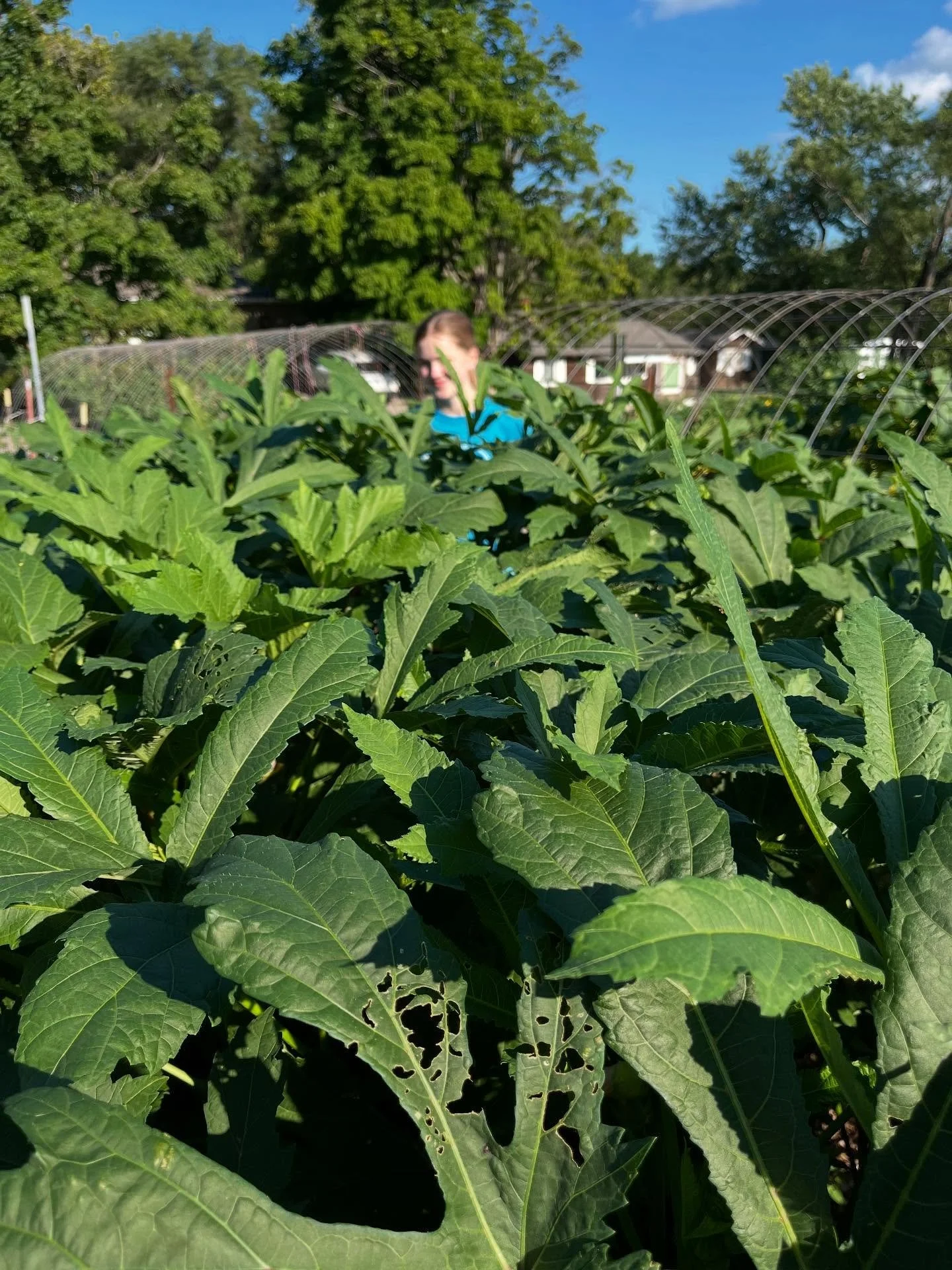 Mid August in the garden - head tall okra; new succession crop of radishes; beds of fall lettuce plantings; gorgeous sweet potatoes; and zinnias everywhere!
Stop by the Ballard Center tomorrow between 4 and 6pm. We’ll be there with smiles and