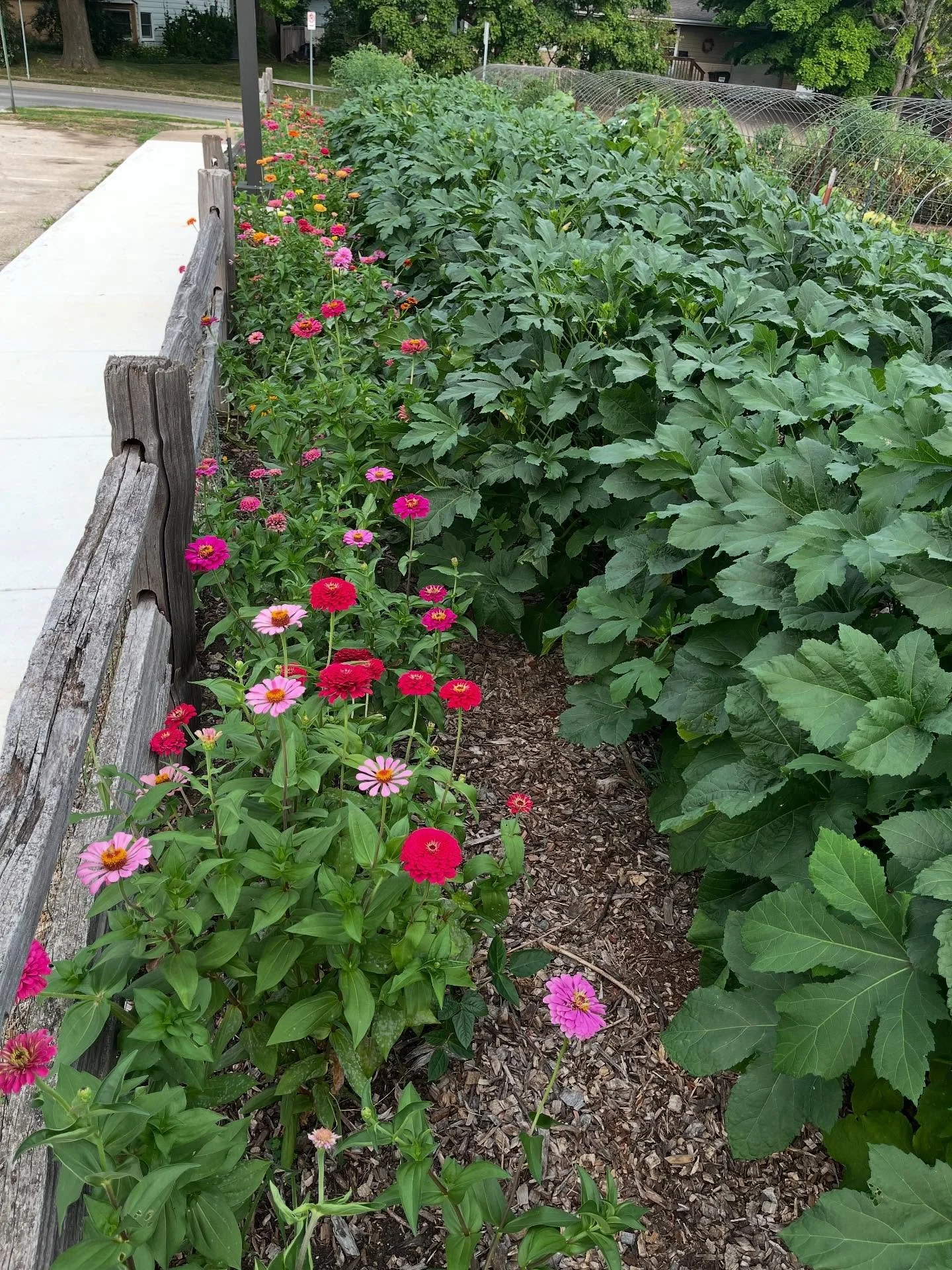 Good night sweet garden. You provide so much food for our neighbors. We’ll be sharing it all tomorrow from 4-6pm at the Ballard Center in north Lawrence.
Thanks to our hard working crew of Elinor, Annah, Felix, Ellen, Anders, Zach and Perry f
