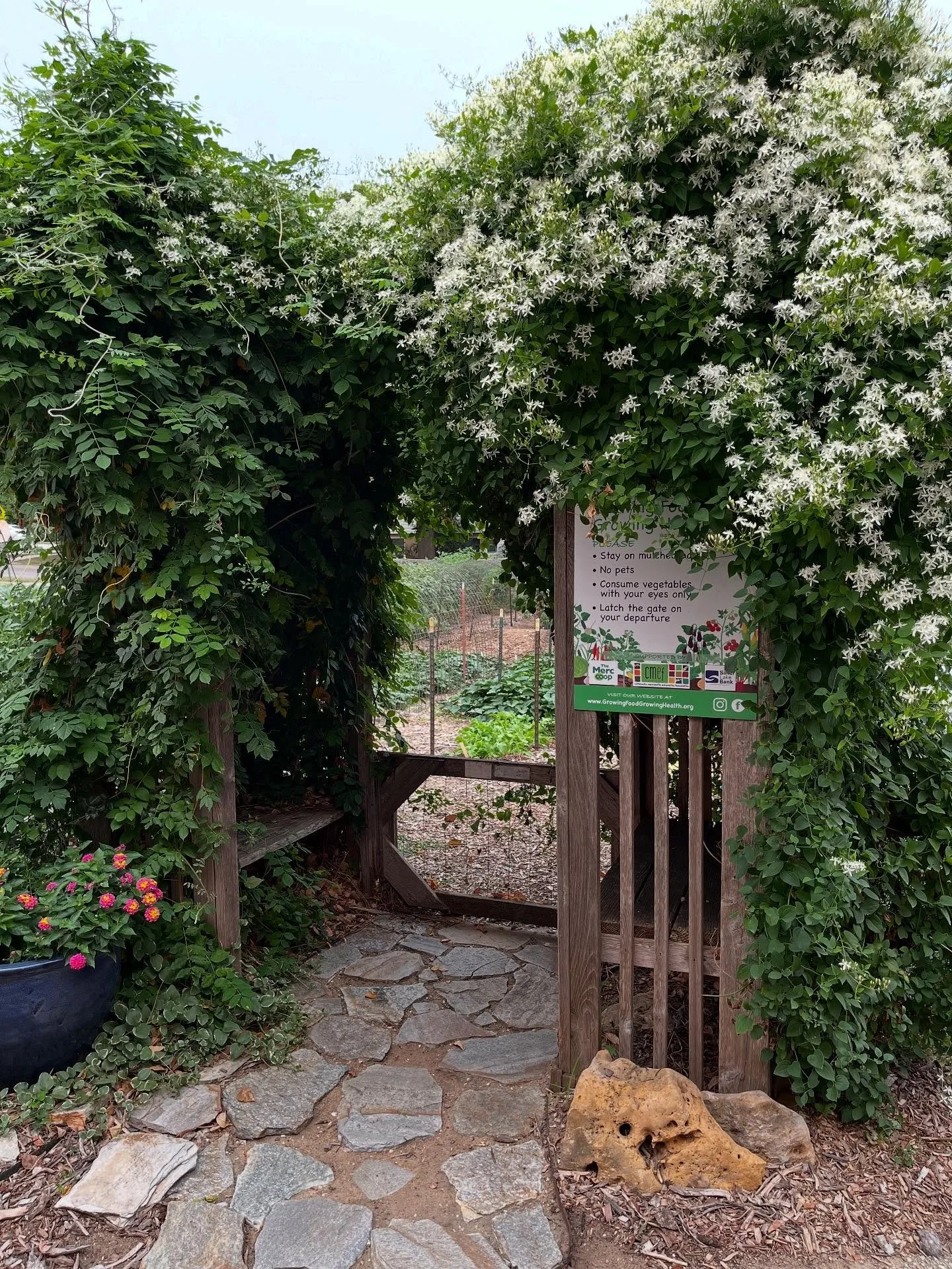 A beautiful evening at the Growing Food Growing Health garden. Wrapping up work and picking bouquets of zinnias for our big event tomorrow evening - Cultivate and Celebrate. Thanks to everyone helping and attending. We hope you will be inspired heari