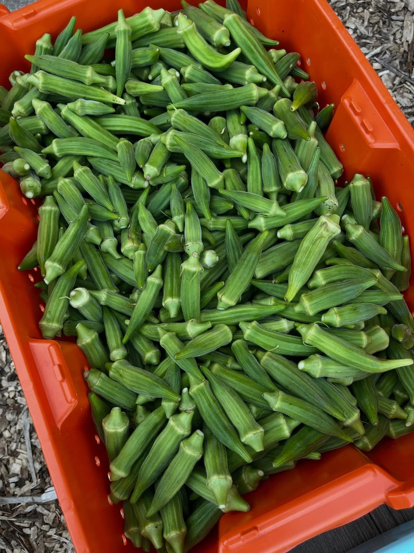 We’ll be looking for you tomorrow, from 4-6pm, at the Ballard Center in north Lawrence. We have so much produce to share.
You’ll need to stock up since we won’t have market on September 24 or October 1. We’ll be back on Octo
