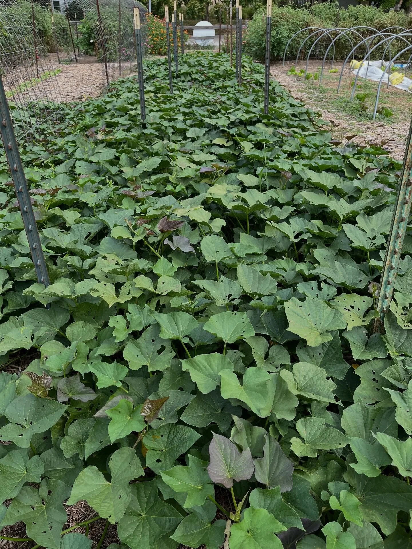 We haven&rsquo;t started digging them yet, but judging by the greens, our sweet potato harvest looks promising.