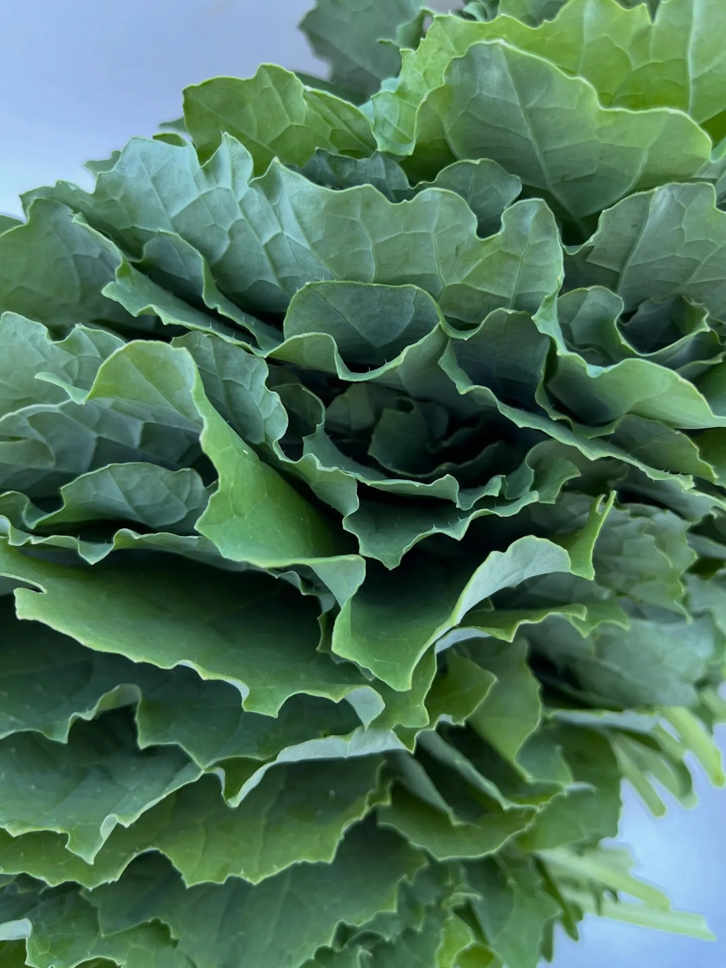 After a two week break we’re back at Ballard Center tomorrow from 4-6pm with a bountiful fall market. Please stop by and let us share fresh veggies with you - greens, lettuce, turnips, beets, lettuce, okra, tomatoes, arugula, peppers, cilantro,