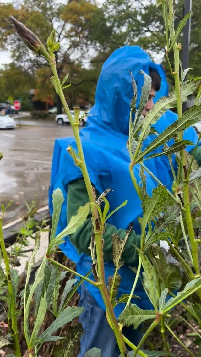 What a workday - on the eve of our last market at the Ballard Center, tomorrow 4-6pm. After our tent nearly blew away we worked on in the rain and wind, harvesting all we could for a bountiful last market. With just two gardeners, Ellen and Felix, we