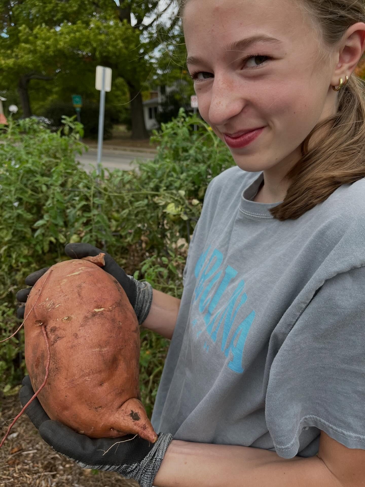 A bumper crop of sweet potatoes. Ellen and Elinor worked hard this evening digging these buried treasures. Lots of fall crops for market, and still the tomatoes continue to hang on. See you at Ballard this Wednesday, from 4-6pm. We&rsquo;ll have some