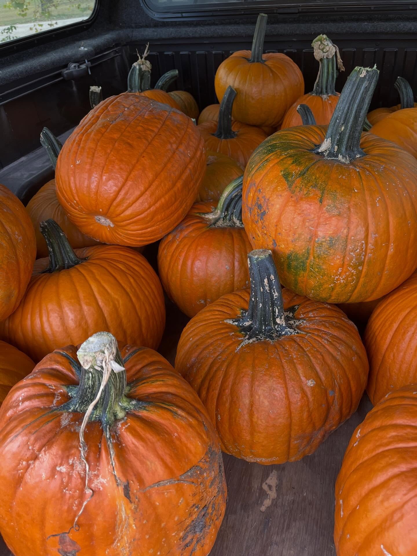 Loading up pumpkins from our friends at South Baldwin Farms. We&rsquo;ll have these at market today! Ballard Center, 5-6pm.