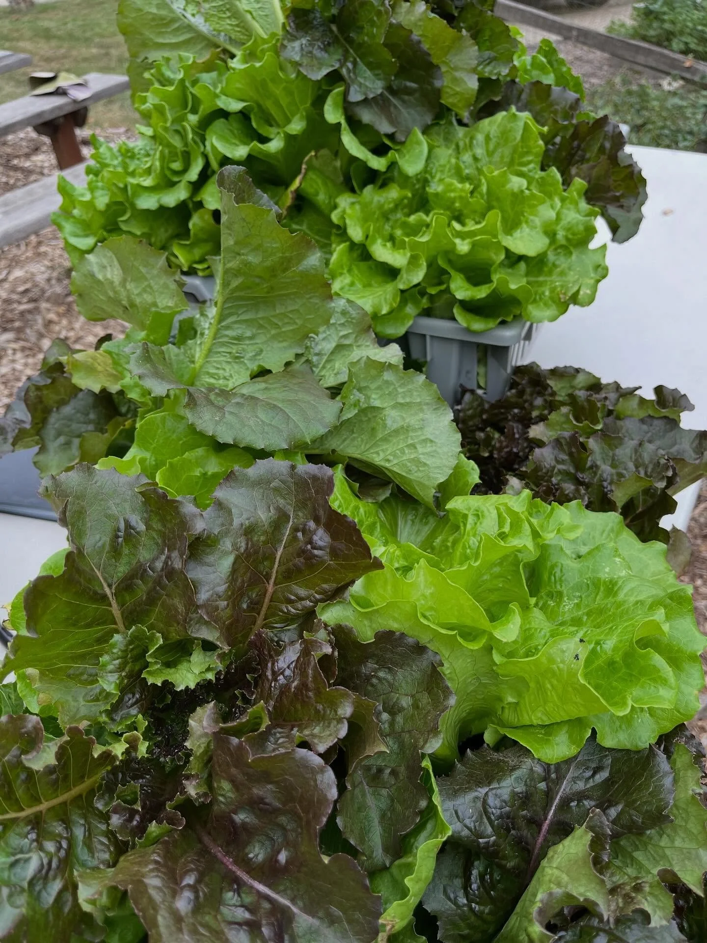 We&rsquo;ll have SO MUCH produce at our market tomorrow at Ballard Center from 4-6pm. Please stop by and let us share it with you. In addition to gorgeous lettuce and LOTS of tomatoes, we&rsquo;ll have turnips, beets, cilantro, peppers, radishes, AND