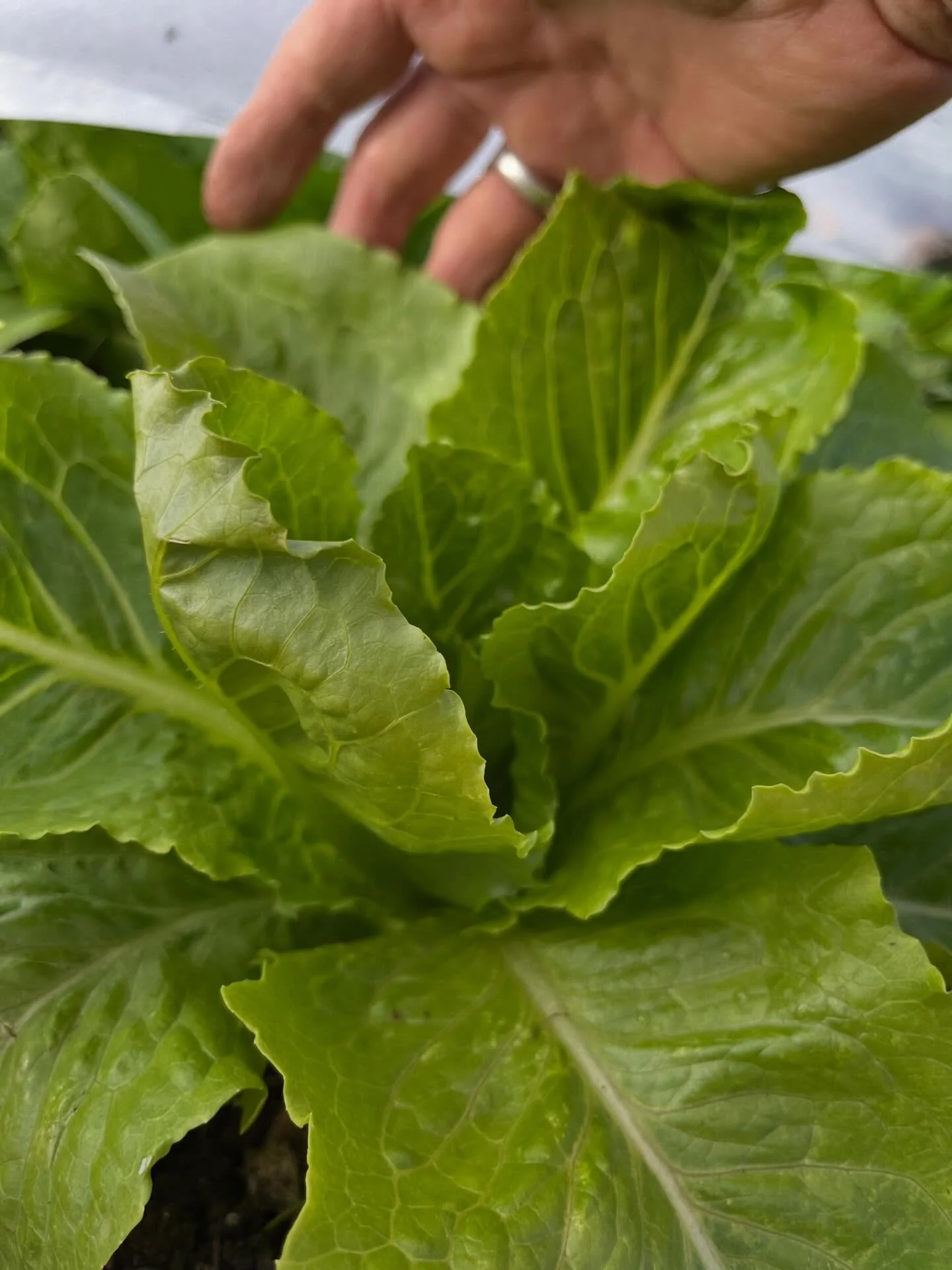 Another gorgeous day in the garden. Look at that lettuce - headed soon to the childcare kitchen and pantry at Ballard Center! 
We worked diligently on starting to reclaim the potato patch this evening and even took a little time out to plant a few fl