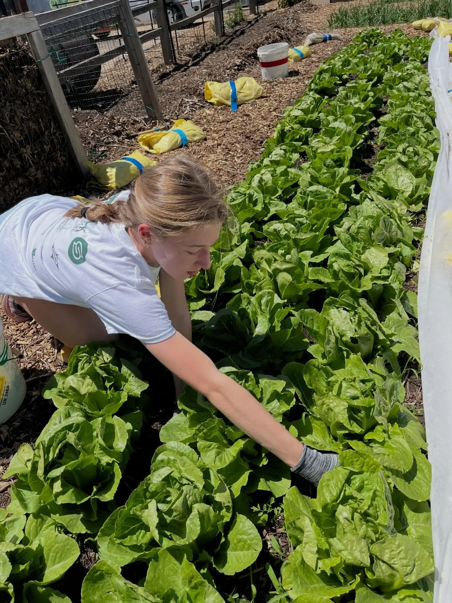 Student Gardener Ellen works carefully, weeding between the lettuce plants, soon to be headed to the Ballard childcare kitchen and community pantry. Thanks Mellowfields for the little lettuce starts you grew for us. We took good care of them.