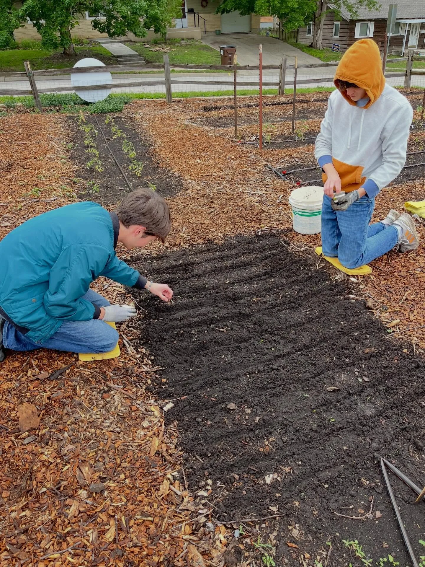 A chilly day in the garden, planting beets, herbs, prepping beds, and cleaning up the potato patch. Good work crew!