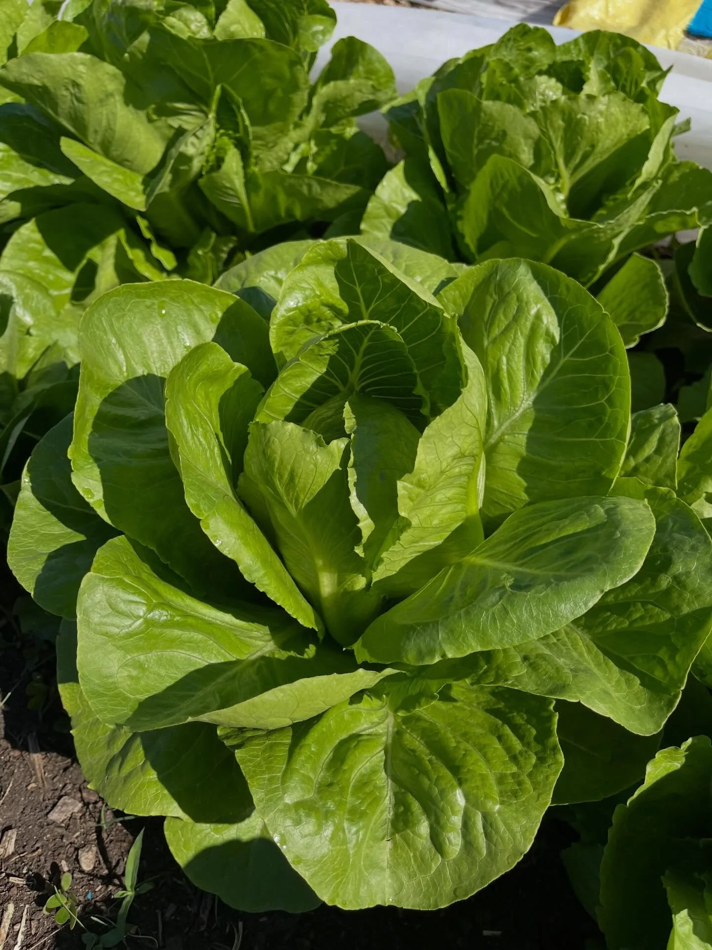 This lettuce is for YOU!! Stop by the Ballard Center Annex on Wednesday, May 27, between 4 and 6pm to celebrate the beginning of our season stocking the Ballard Pantry with fresh Growing Food Growing Health veggies. 

 For this special kick off event