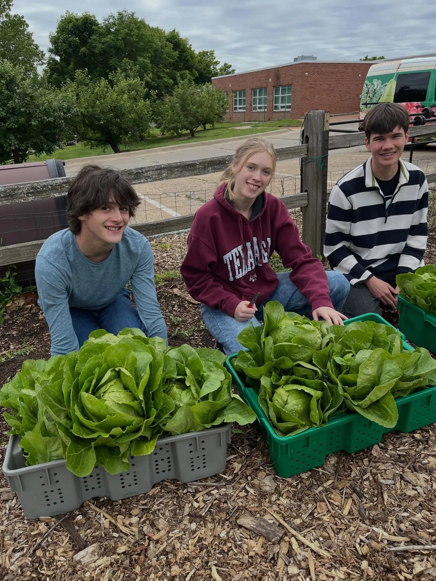We&rsquo;re harvesting for YOU! Gorgeous romaine lettuce! 

Come see us next Wednesday, May 27, between 4-6pm at our season kick off Free Market. We&rsquo;ll be in the parking lot of the Ballard Center Food Pantry with fresh veggies grown by the Grow