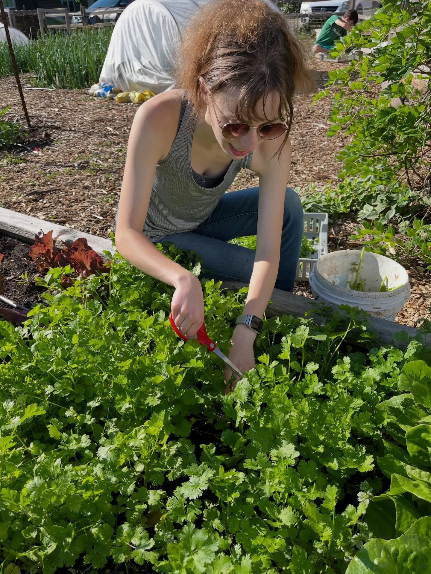 TODAY&rsquo;S THE DAY!! Come see us at the Ballard Center, in the Hope Annex parking lot. We&rsquo;ll be there 4-6pm sharing our fresh, local, free produce. Just finishing up harvesting fresh herbs this morning. We&rsquo;ve got lettuce, greens, radis
