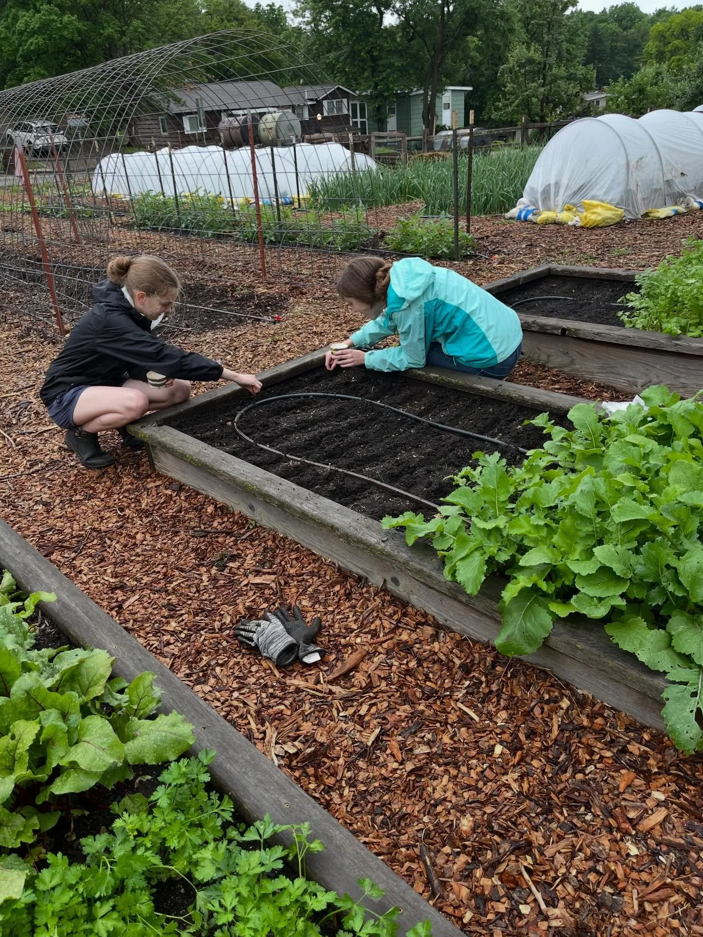 Rainy Friday morning in the Growing Food Growing Health garden. Great weather for pulling weeds and planting.