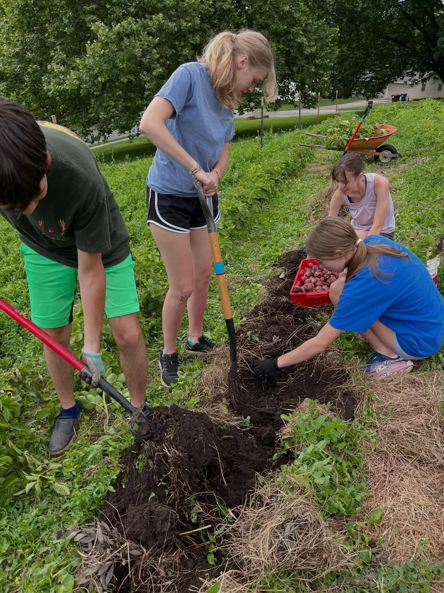 Digging spuds. Beautiful little new potatoes, headed to the Ballard Center Pantry.