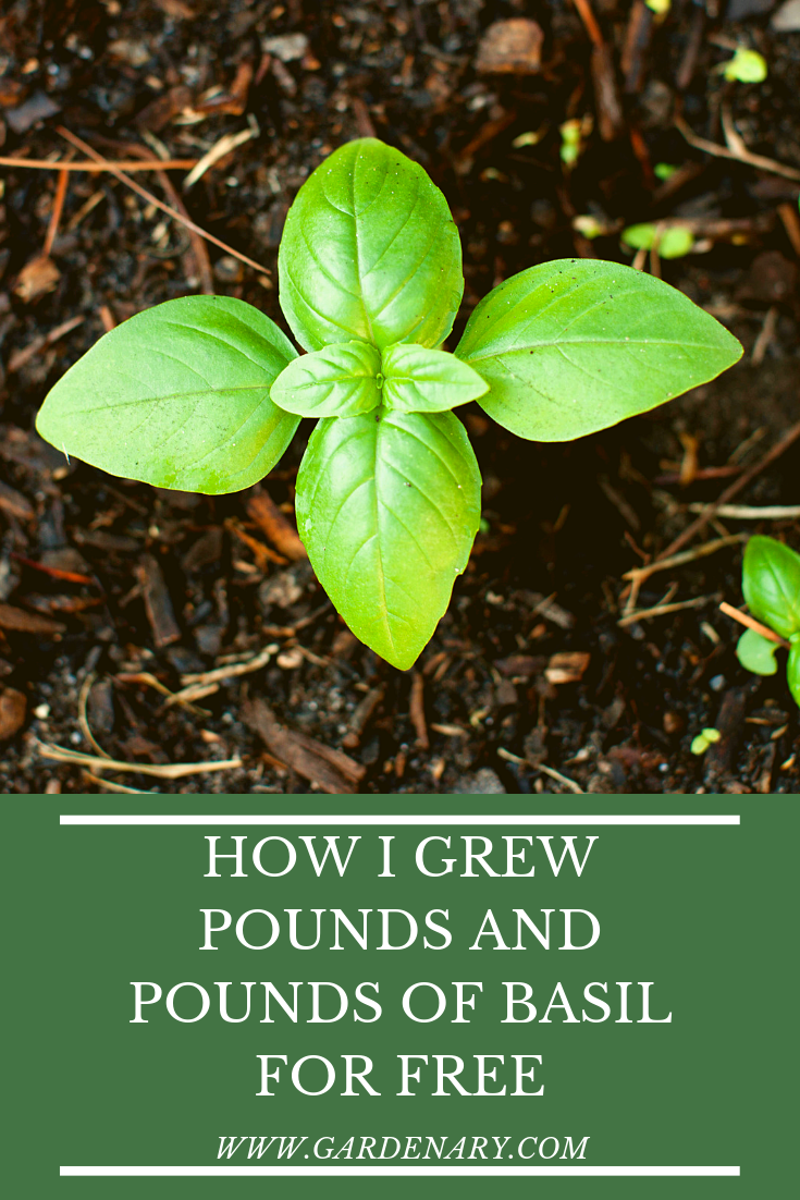 Turn One Rosemary Plant Into Hundreds verison 1.png