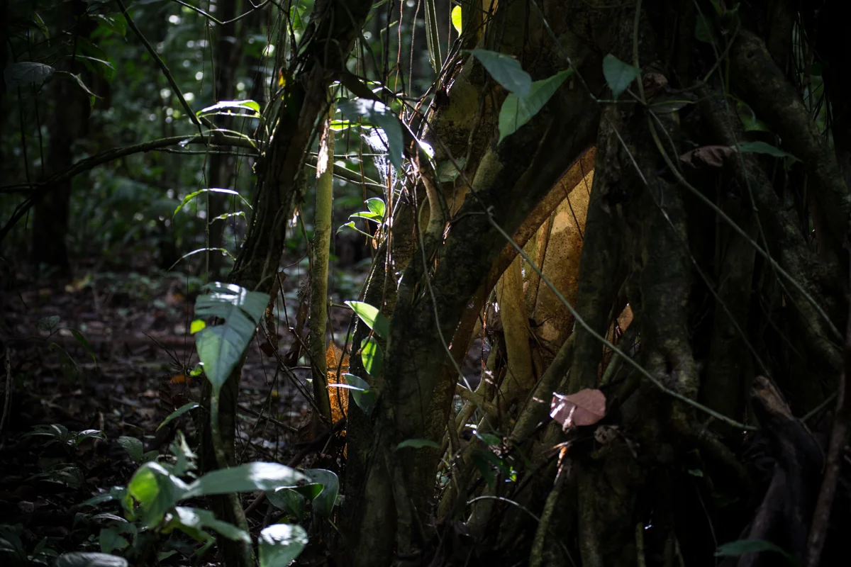 Corcovado National Park // Costa Rica // 2017