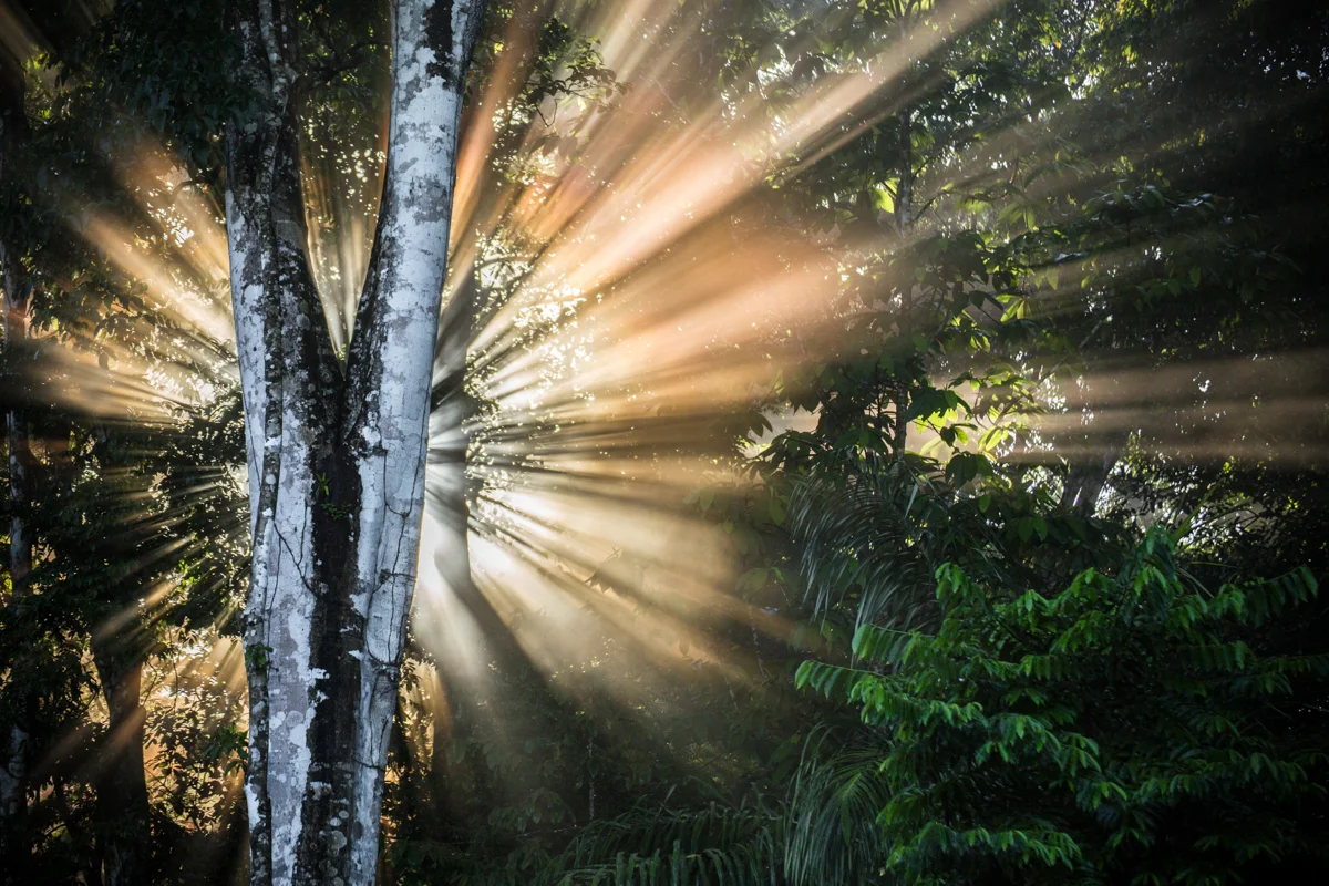 Corcovado National Park // Osa Peninsula, Costa Rica // 2017