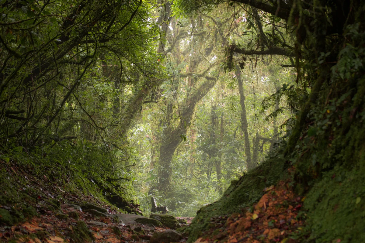 Monteverde National Park // Monteverde, Costa Rica // 2017