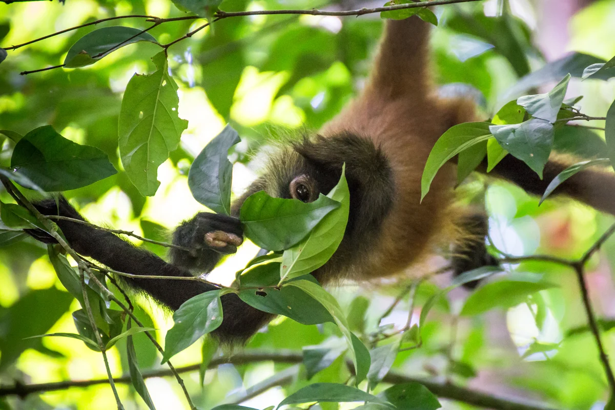 Wild Howler Monkey // Corcovado National Park, Costa Rica // 2017