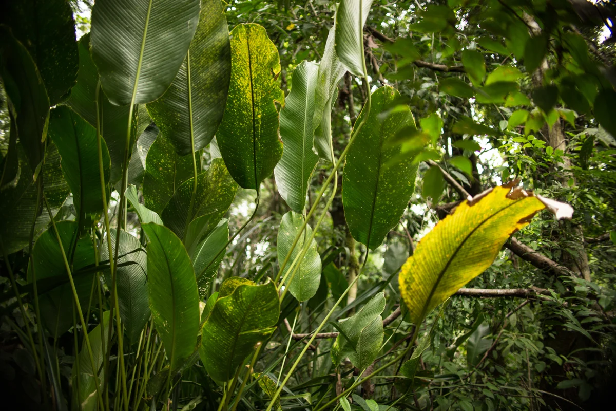 Monteverde National Park // Monteverde, Costa Rica // 2017