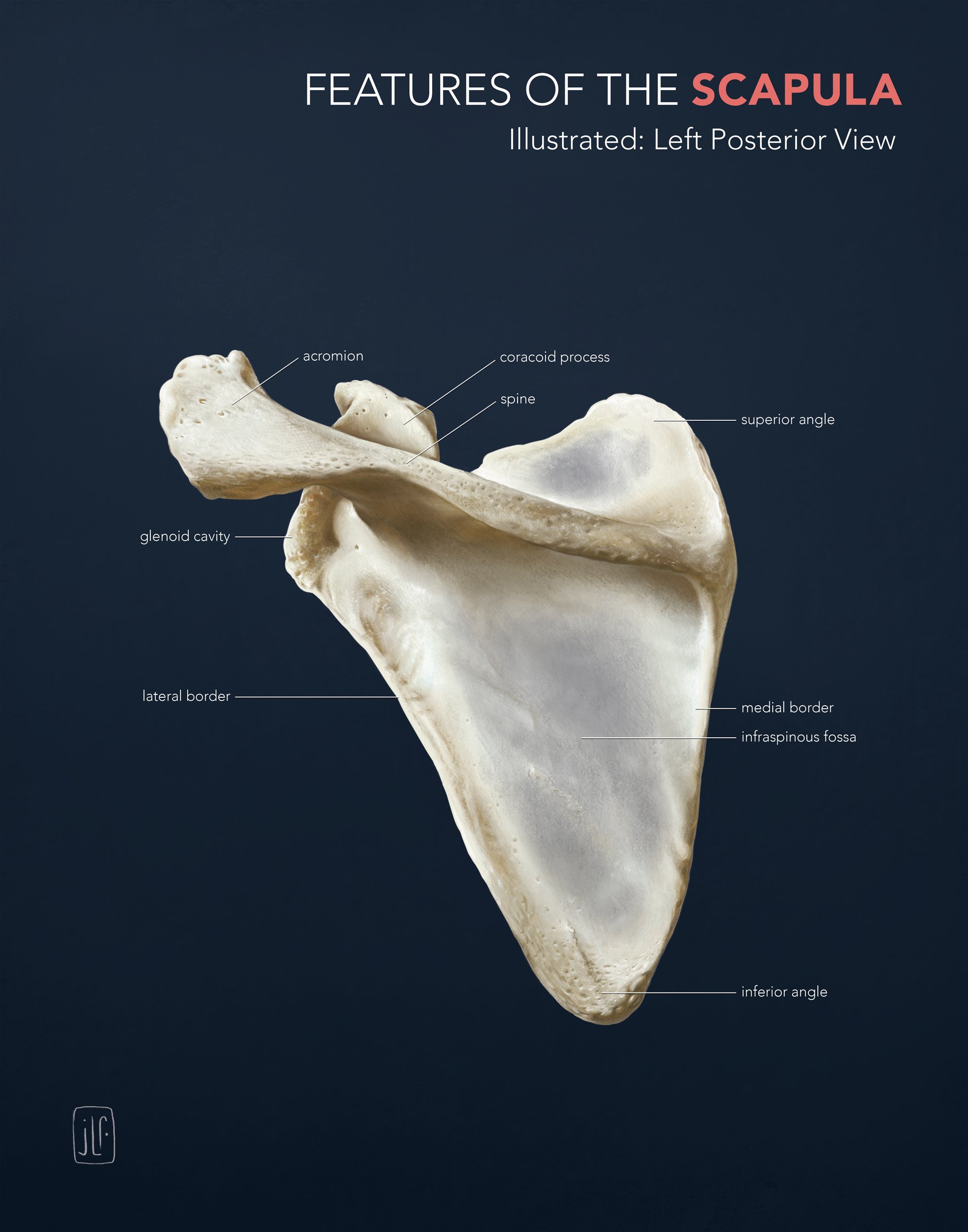 Labeled Scapula Illustration