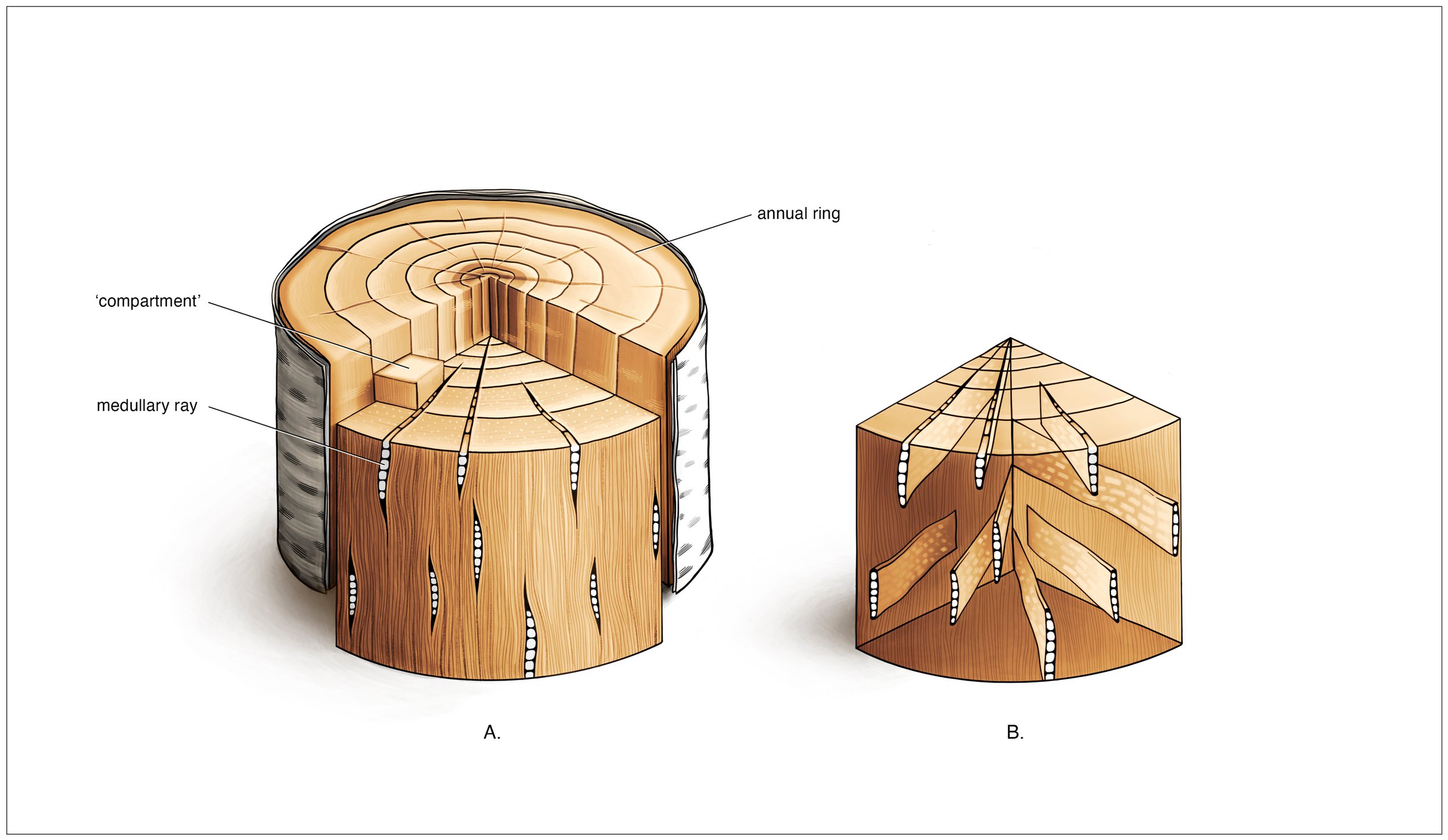 TreeRays-Illustration-LowResForWeb-JLF.jpg