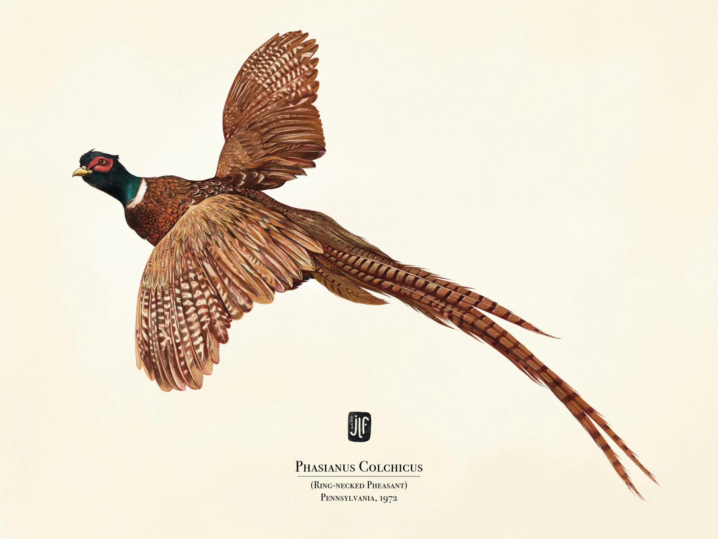Pheasant-ScreenResolution.jpg